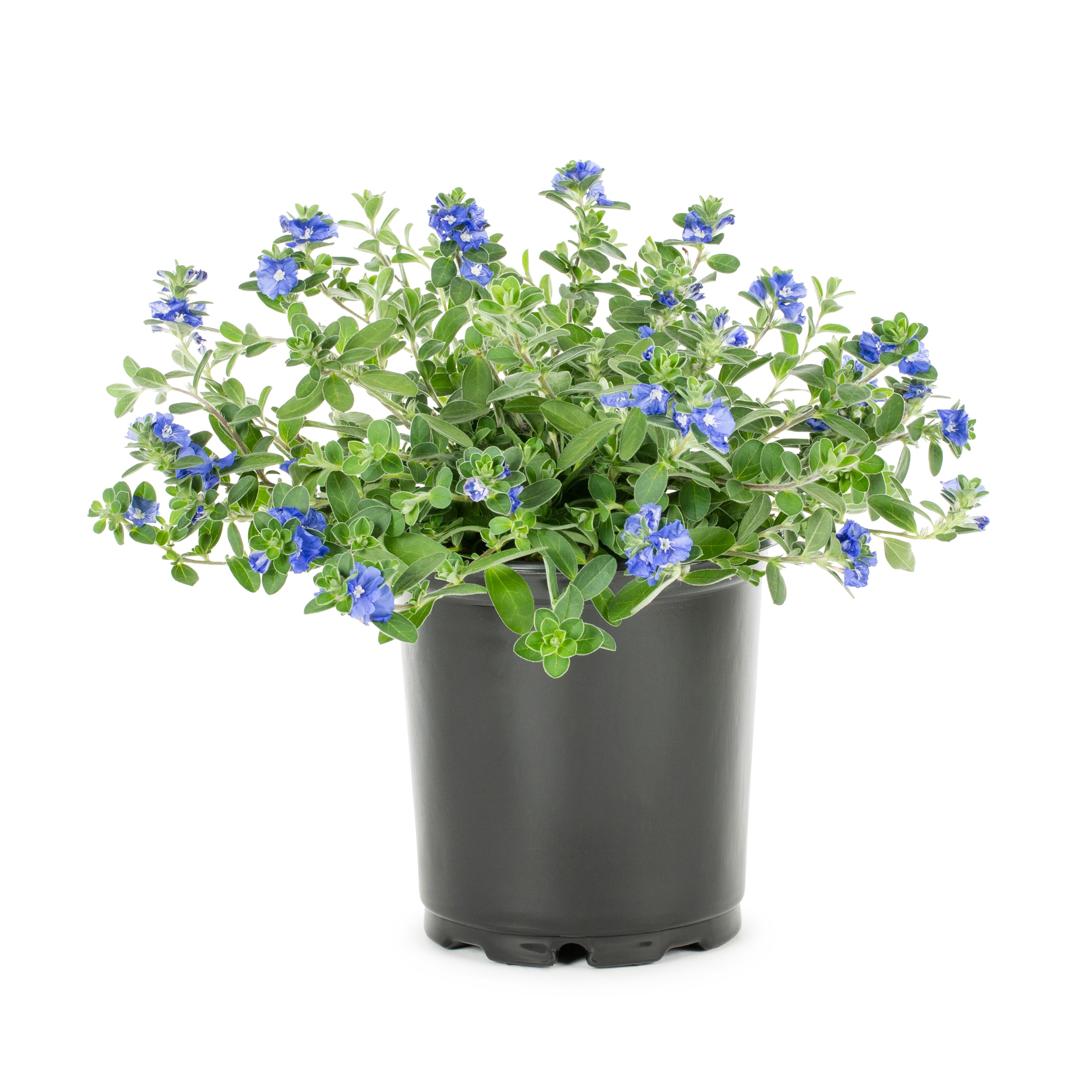 Lowe's NURSERY Multicolor Evolvulus in 2.5 Quart(s) Pot