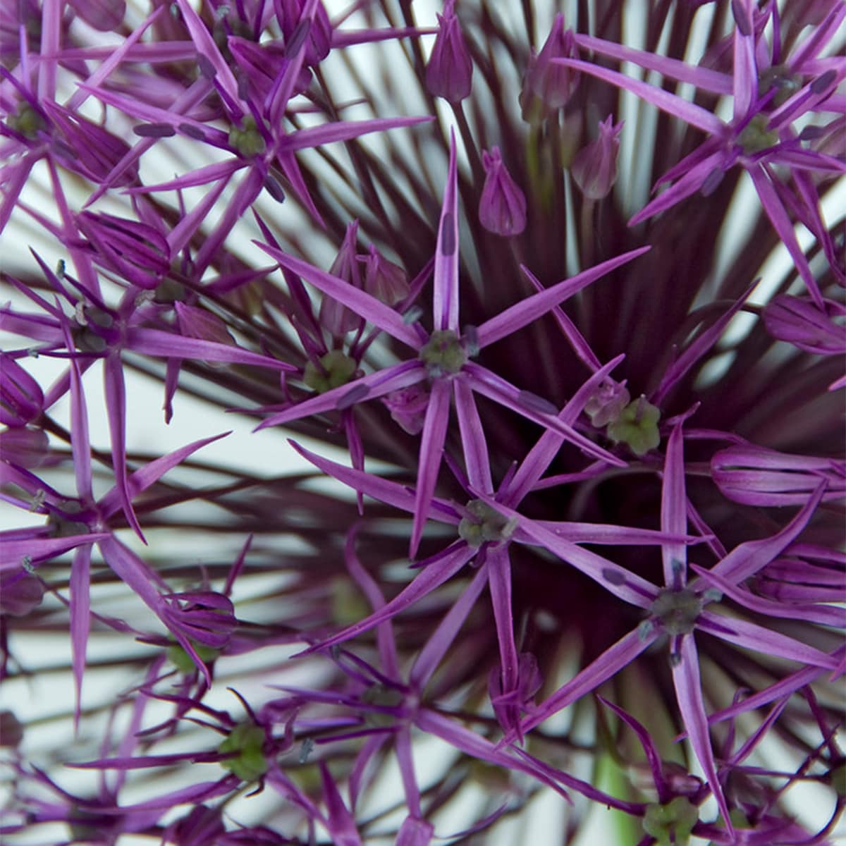 Van Zyverden 87137 Plant-Bulbs - View #2