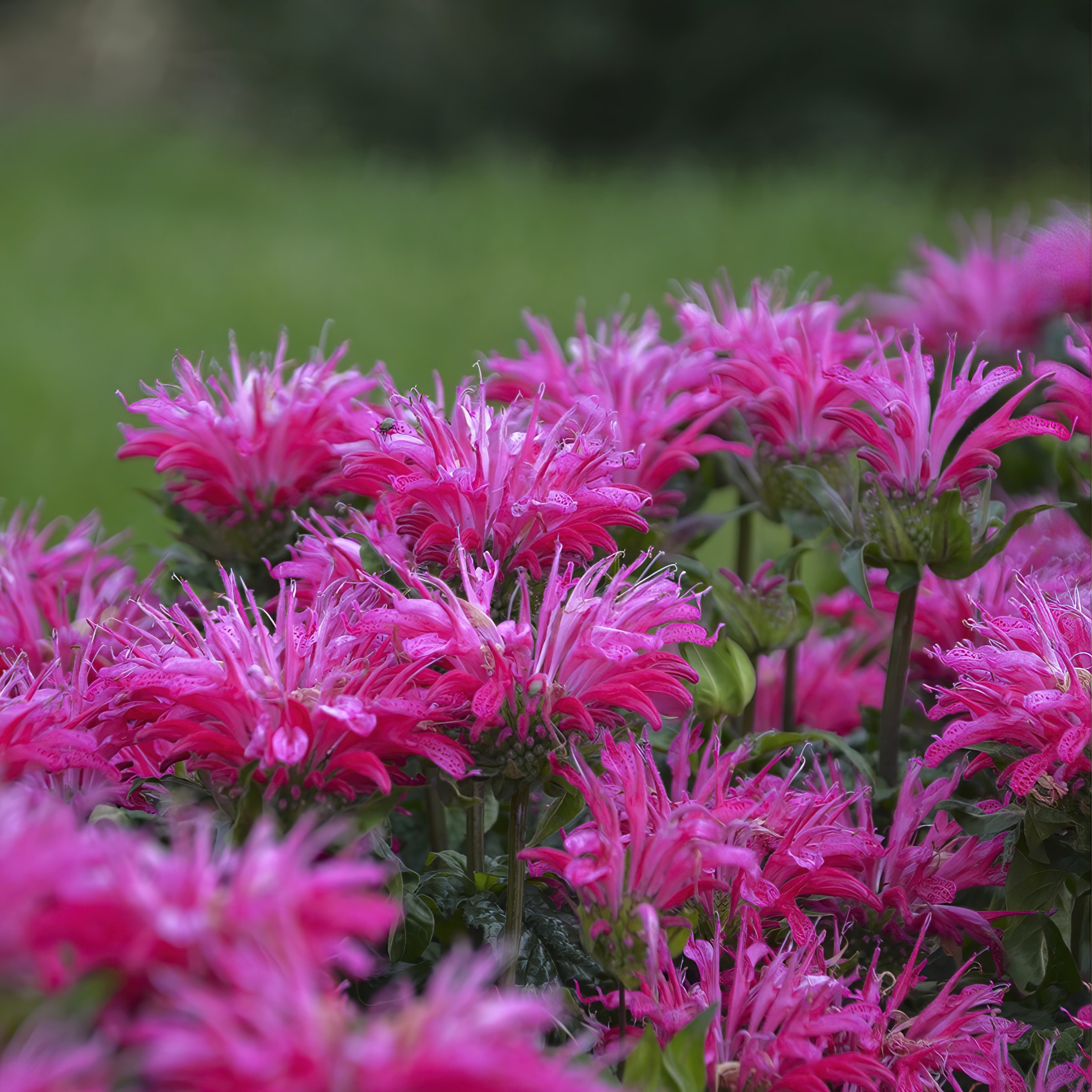 National Plant Network LW1583 perennials - View #4