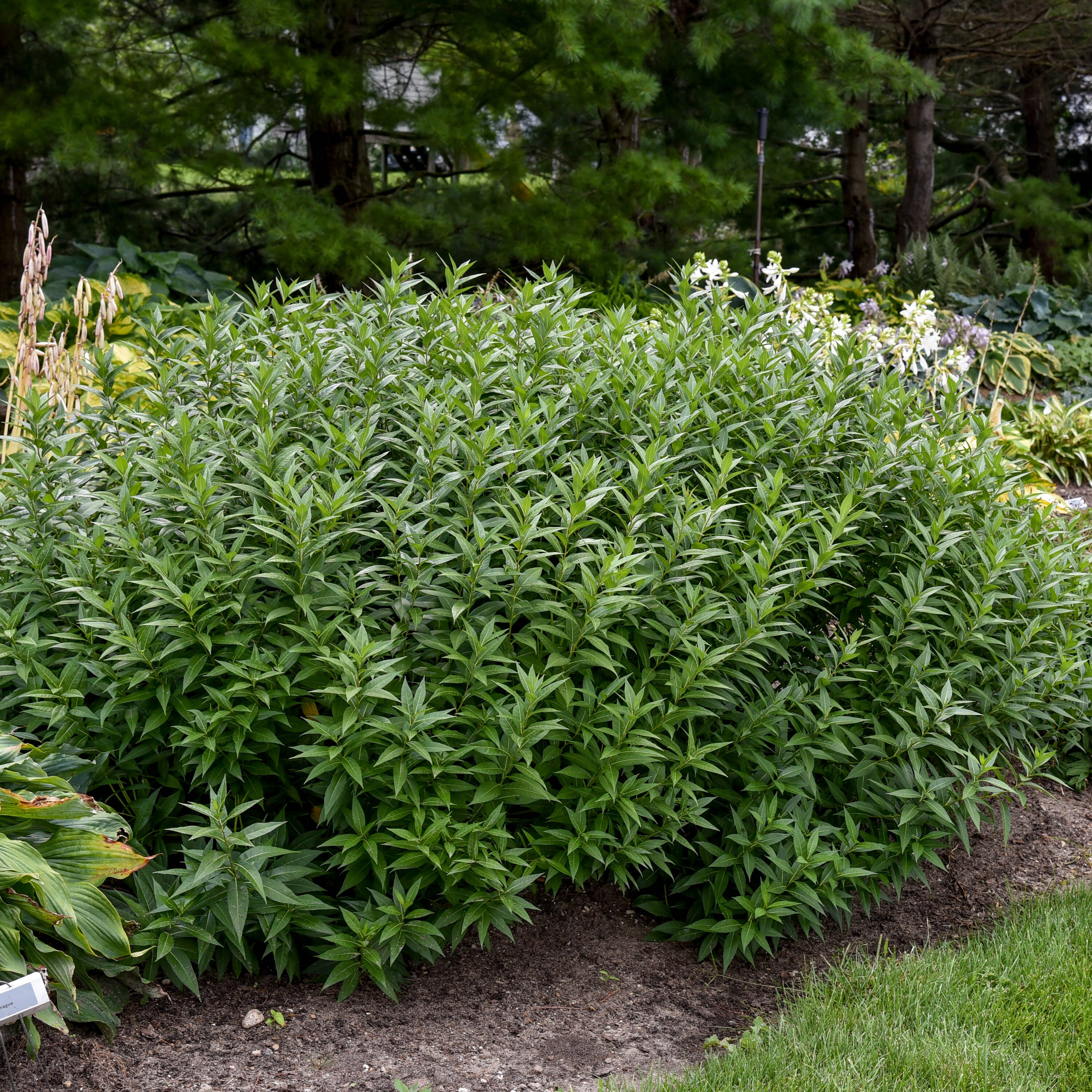 Proven Winners AMSPWP1016102 perennials - View #2