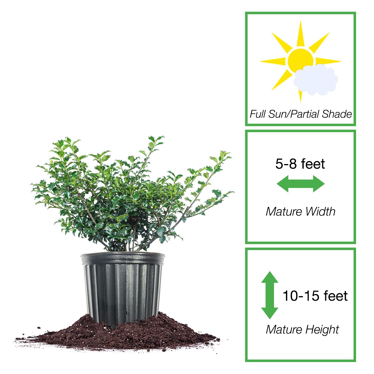 Perfect Plants LOBLUEPRINCESS3G shrubs - View #2
