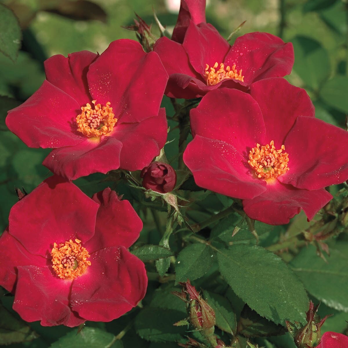 Spring Hill Nurseries 07552 Red Flowering Home Run Shrub Rose 1 Pack in Bare Root