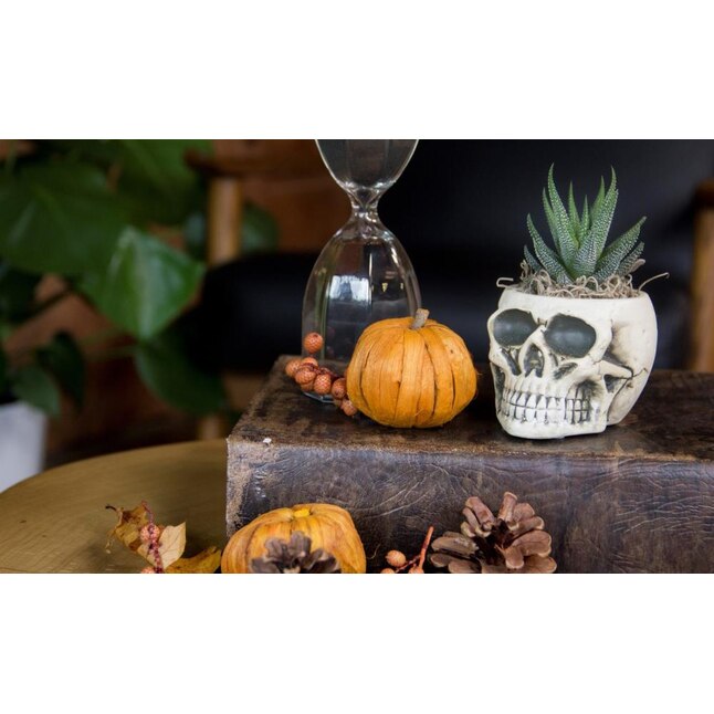  Skull in the Halloween Decor department at 