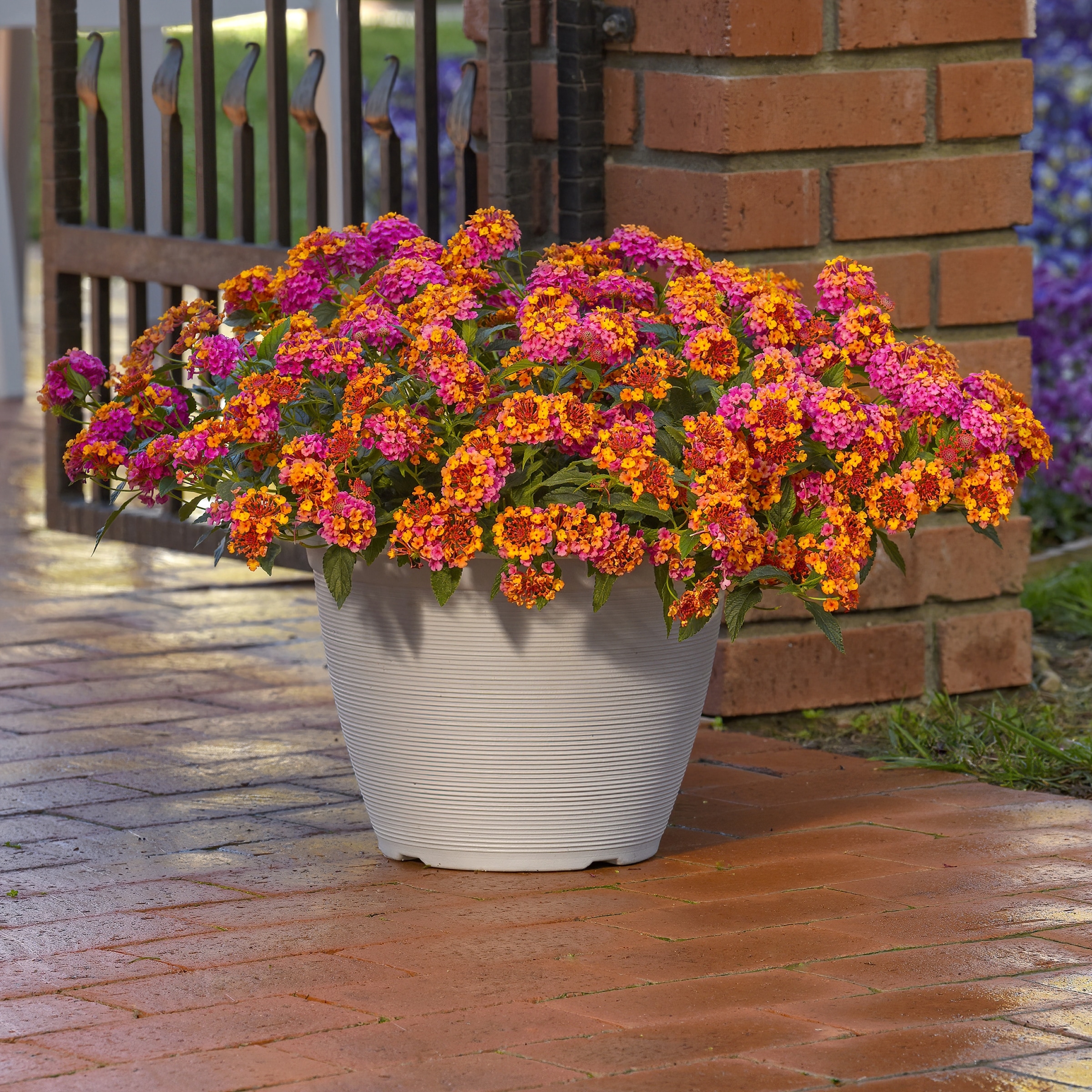 National Plant Network LW1574 annuals - View #5