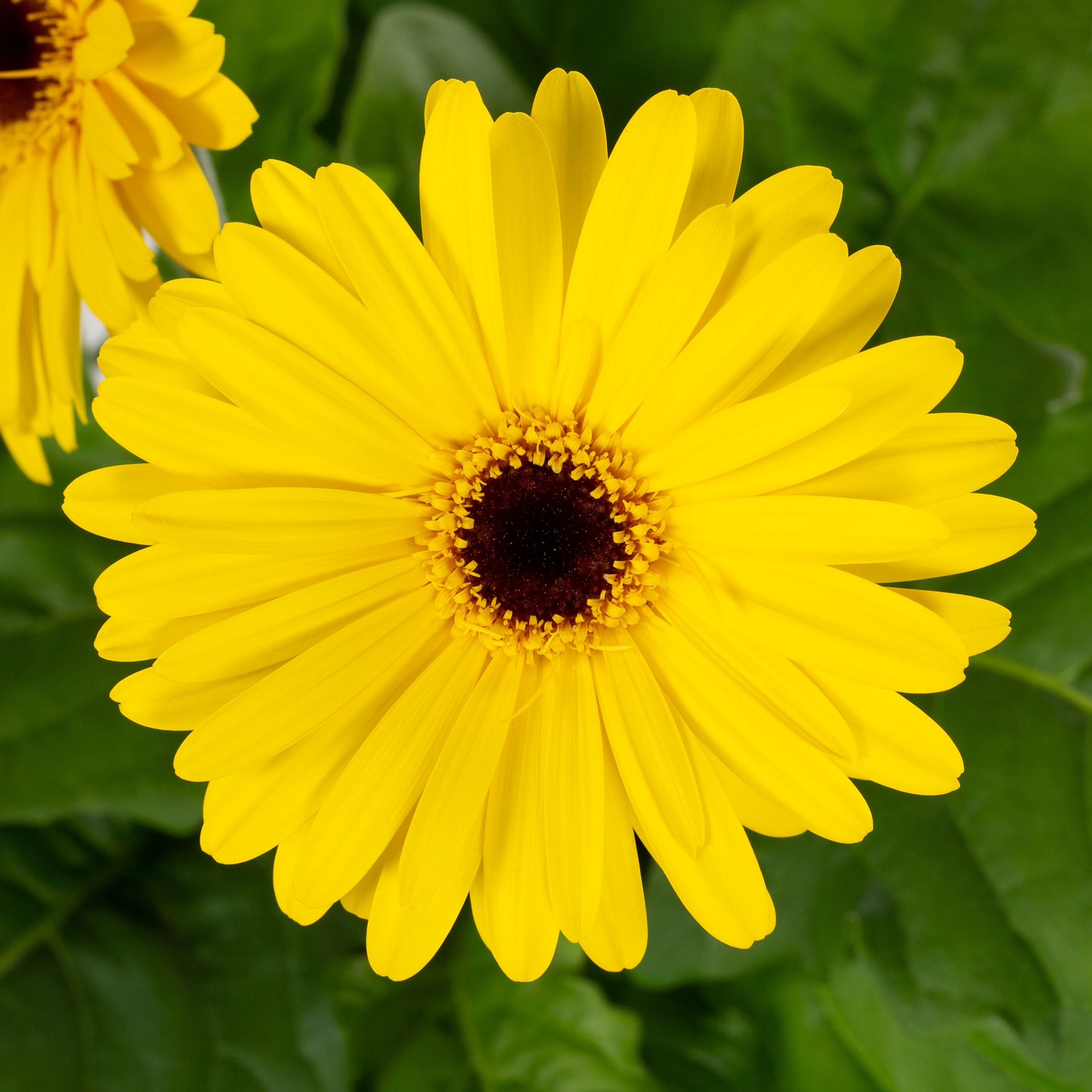 Lowe's NURSERY annuals - View #2