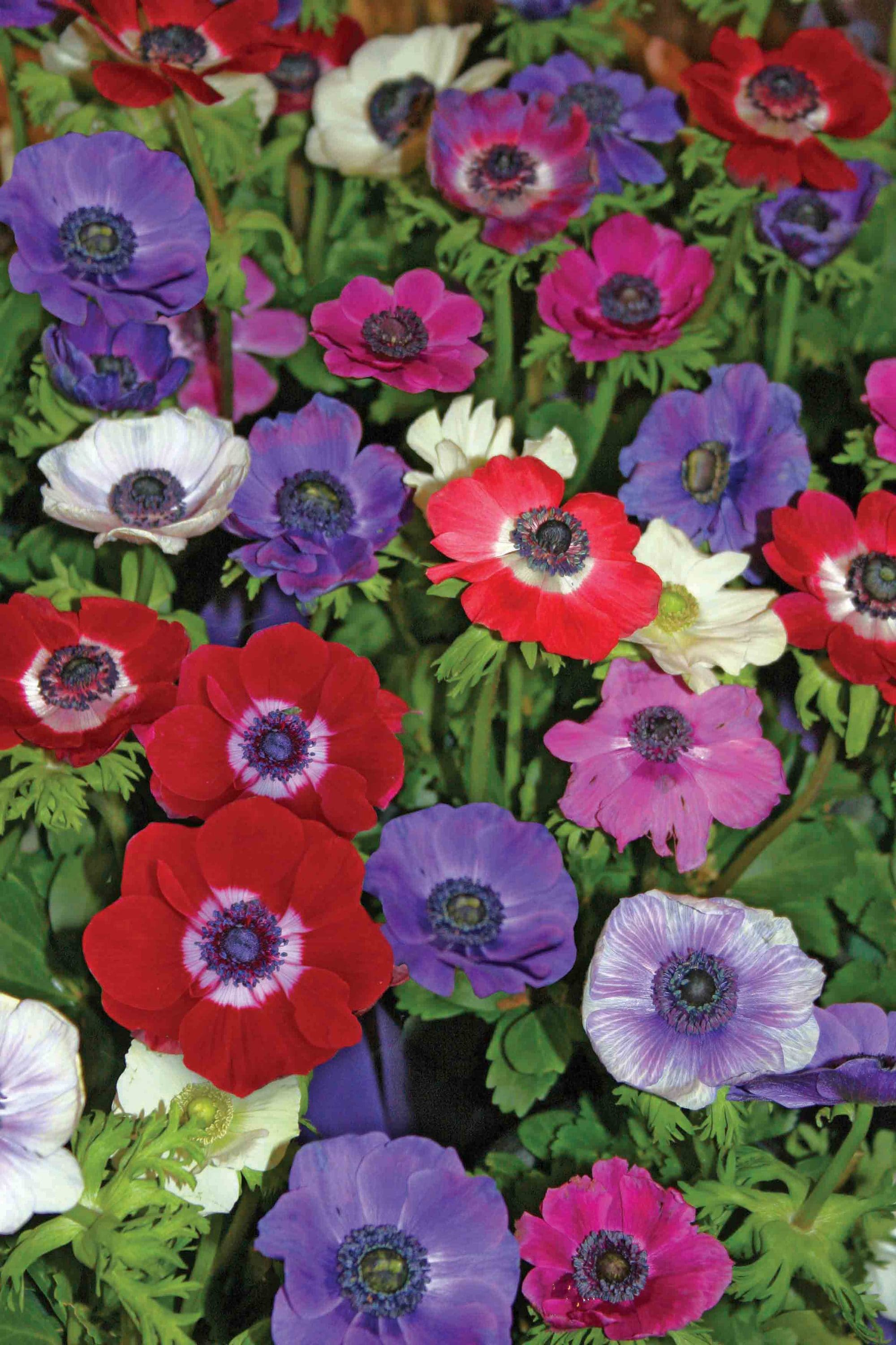 Mixed Anemone De Caen Bulbs at 