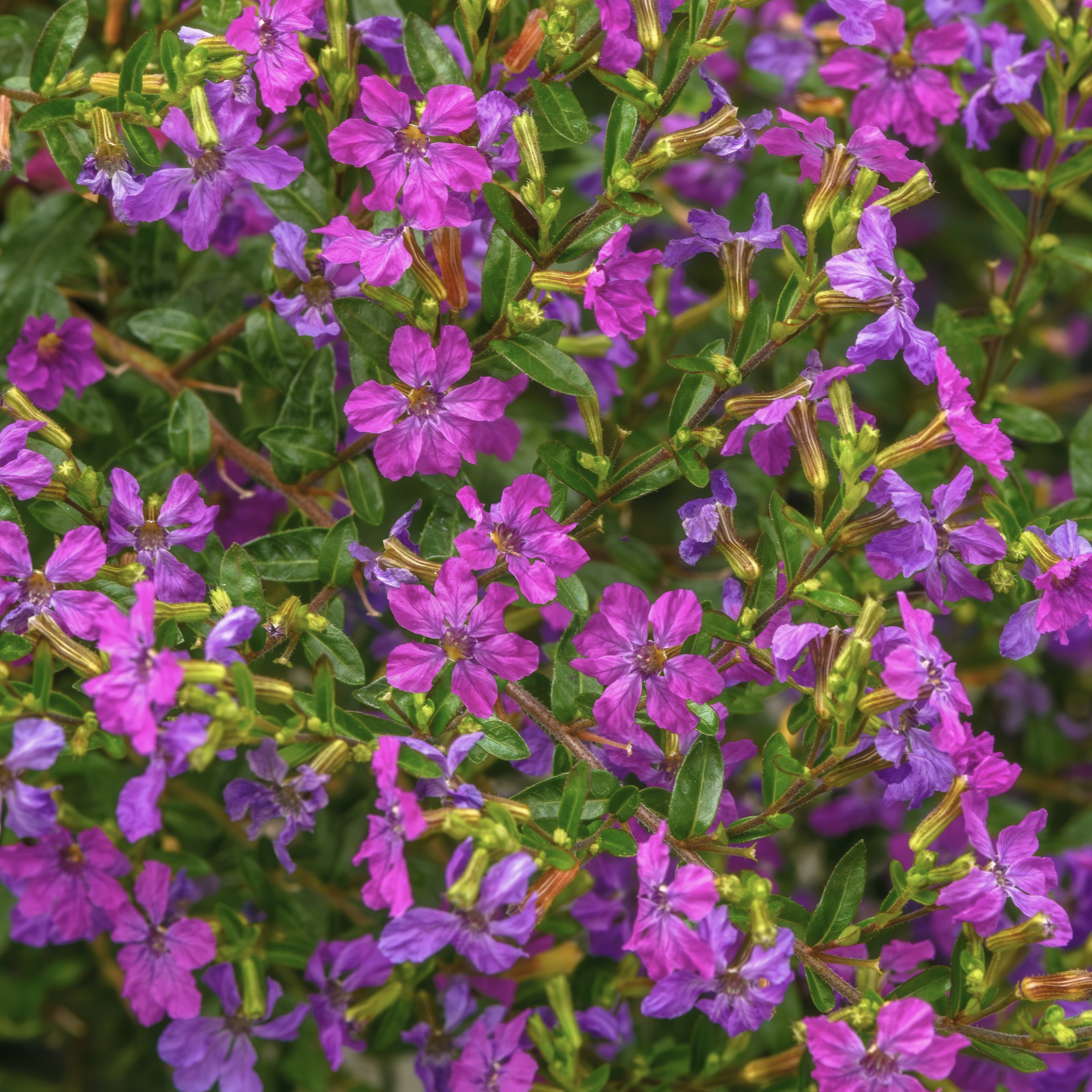 National Plant Network LW2200 Purple Cuphea Enchantia Plant in 2.5 -in Pot 3 -Pack