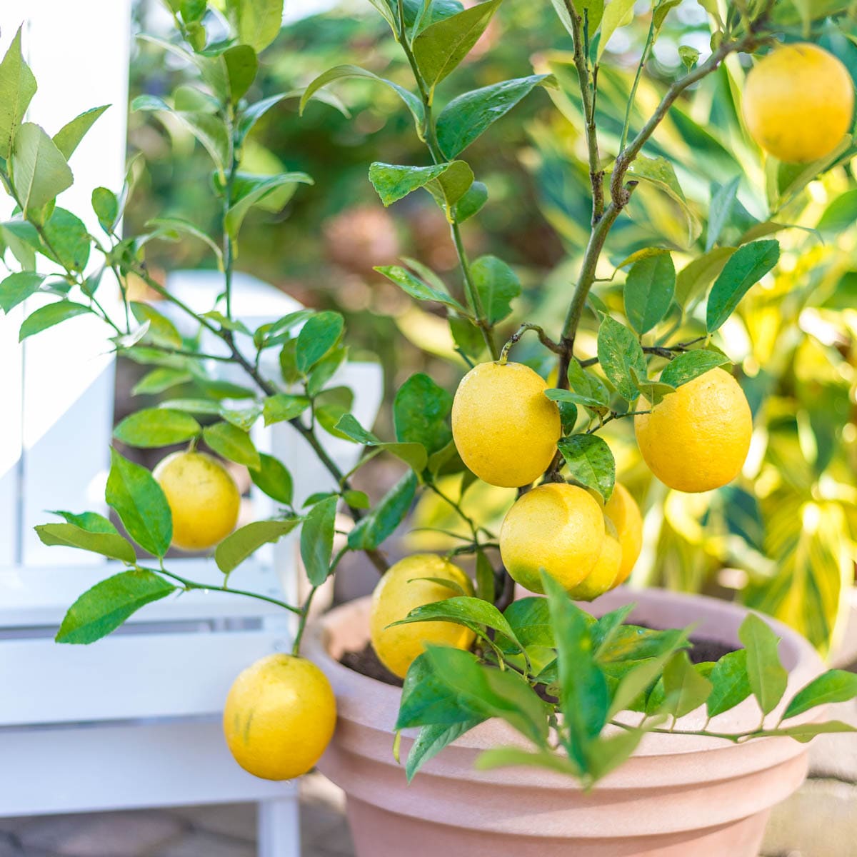 Gurney's Seed and Nursery Meyer Lemon Tropical Citrus Tree in 4-in Pot in Tropical Plants department at Lowes.com