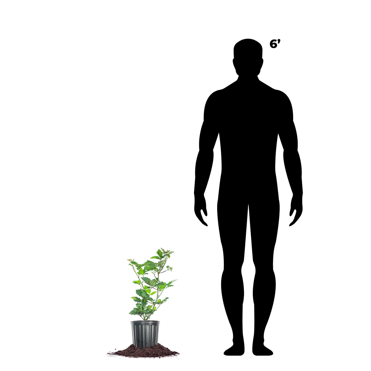 Perfect Plants LOPRIMEARKBLACKBRY1G shrubs - View #3