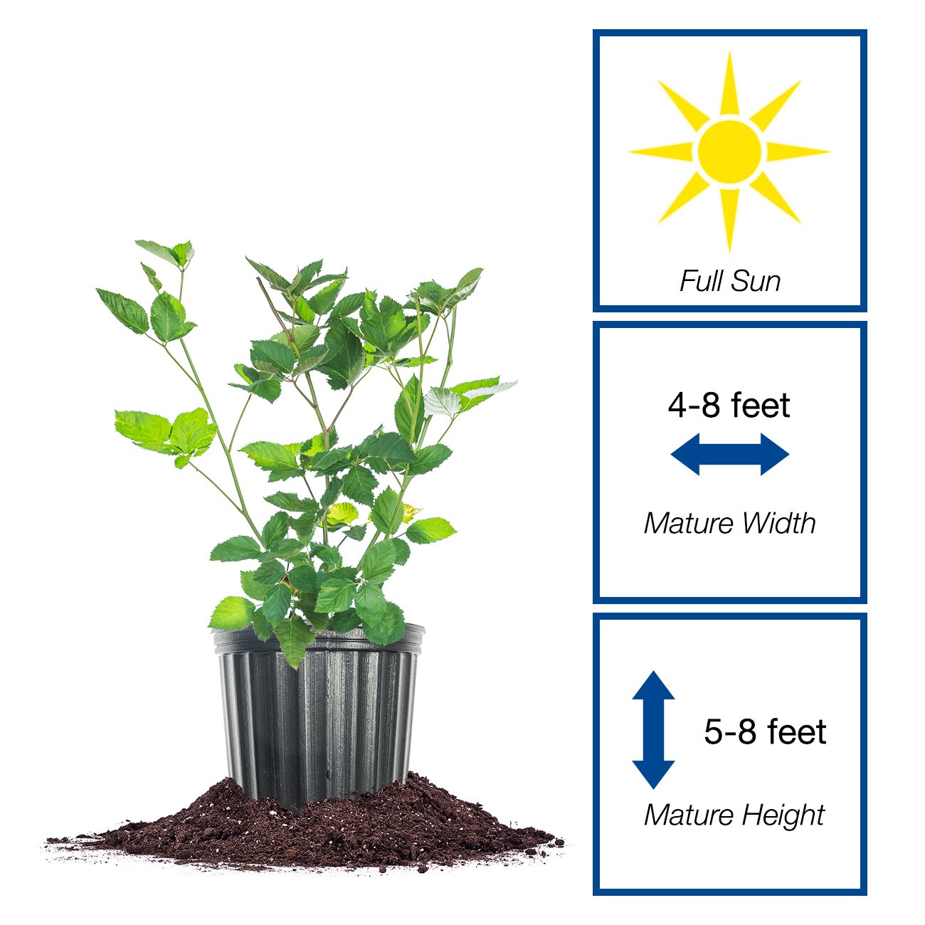 Perfect Plants LOAPACHEBLACKBERRY1G shrubs - View #2