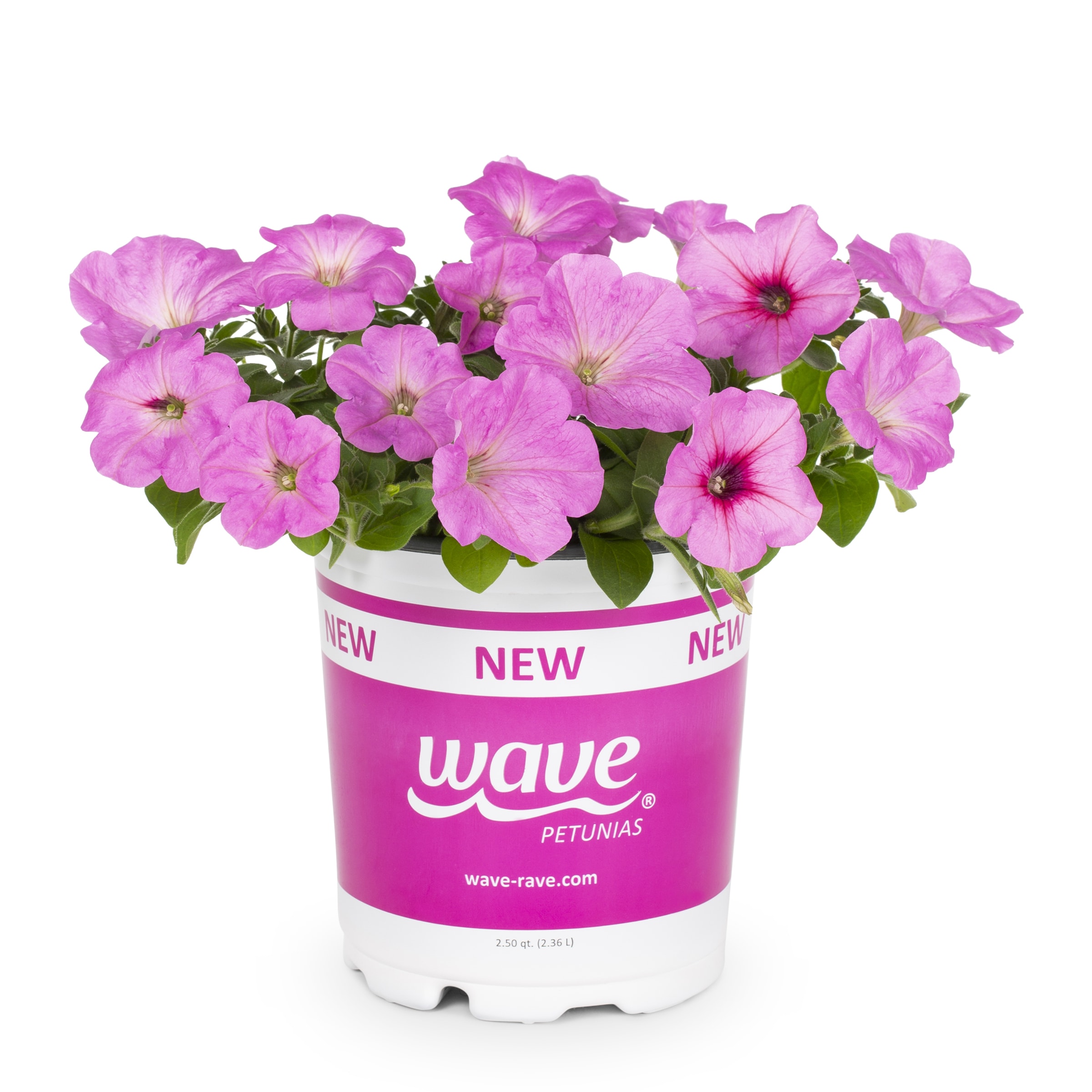 Lowe's 662096 Multicolor Wave Series Petunia in 2.5-Quart Planter
