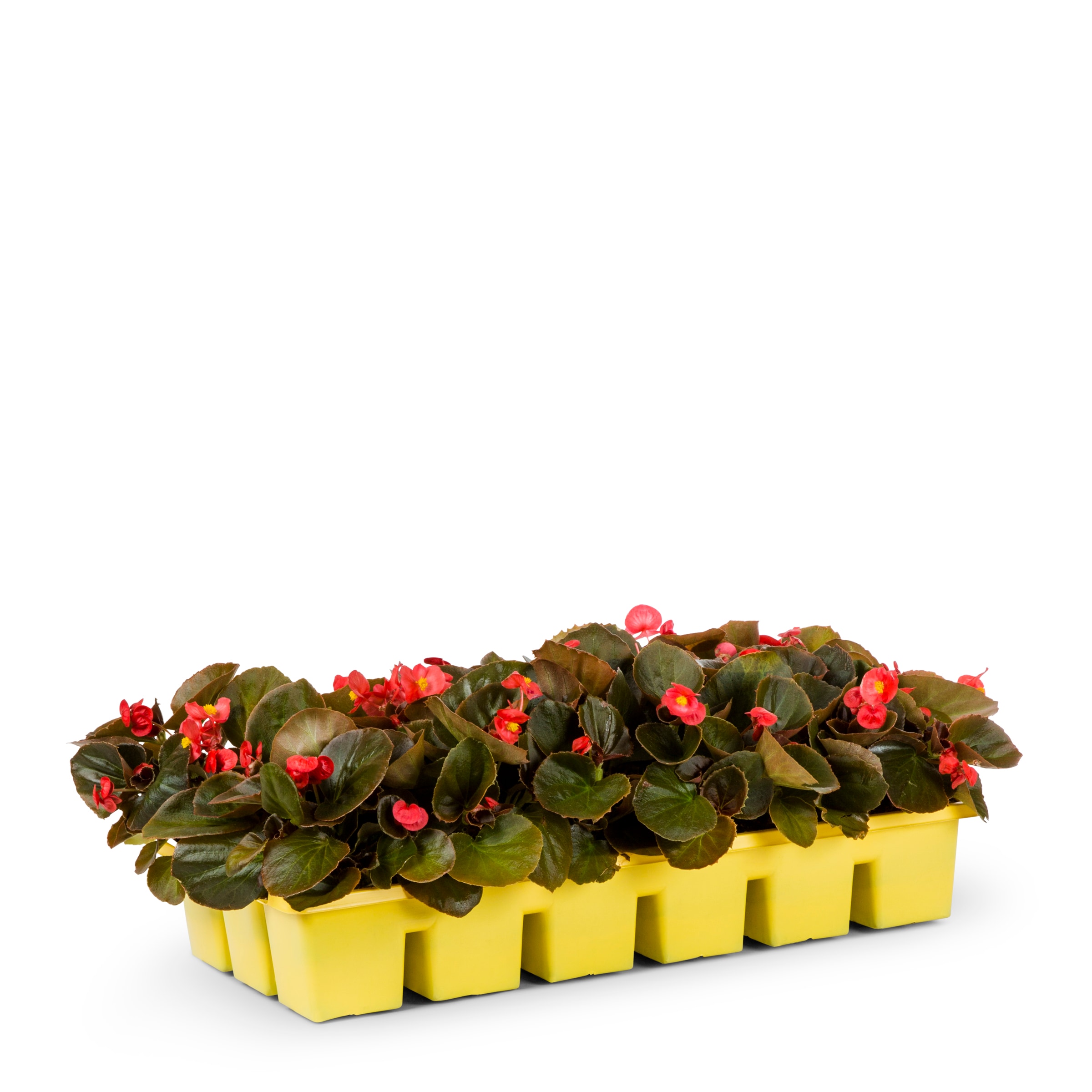 Lowe's Multicolor Begonia in 18-Pack Tray in the Annuals department at  