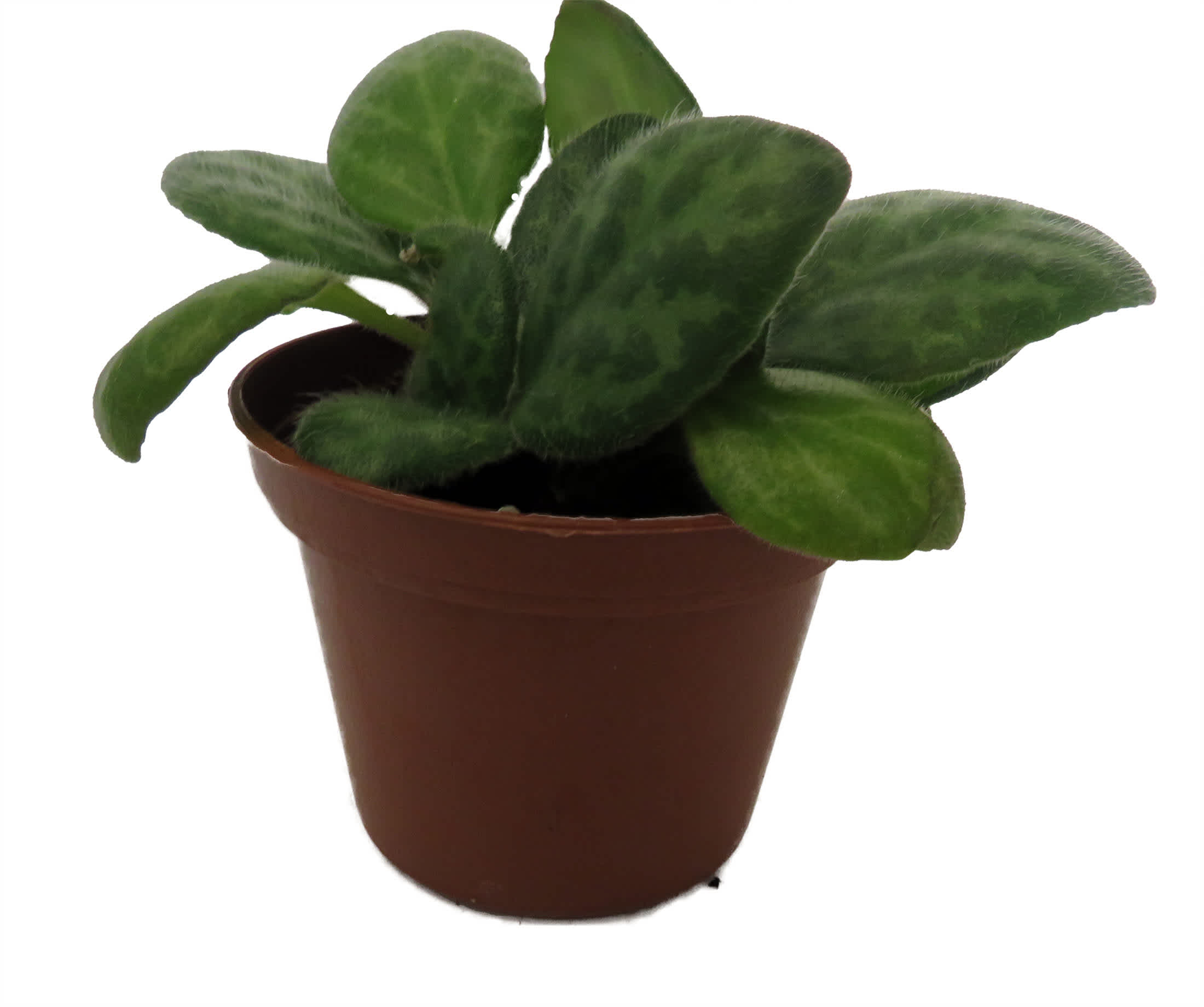 Hirt's Gardens JV Mellow Yellow Asian Violet - Primulina - House