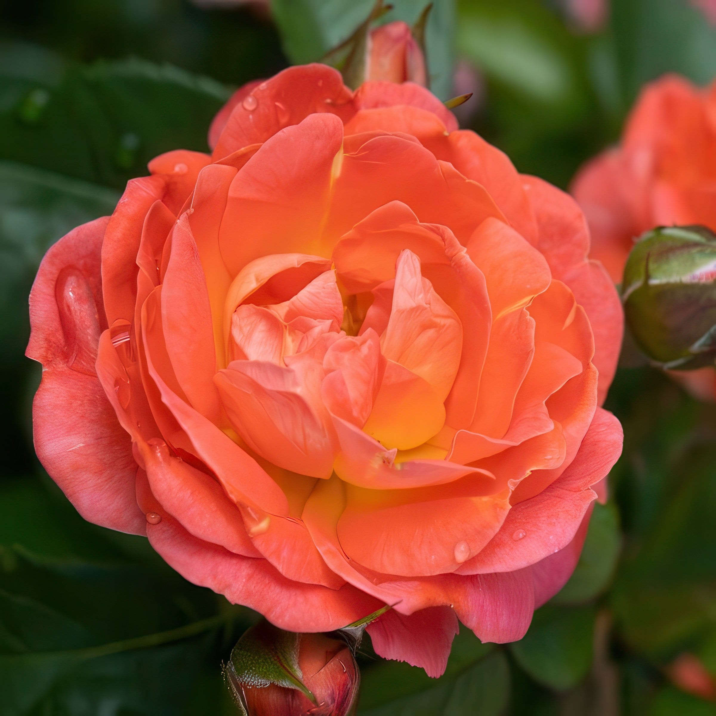 National Plant Network LW2666 roses - View #6