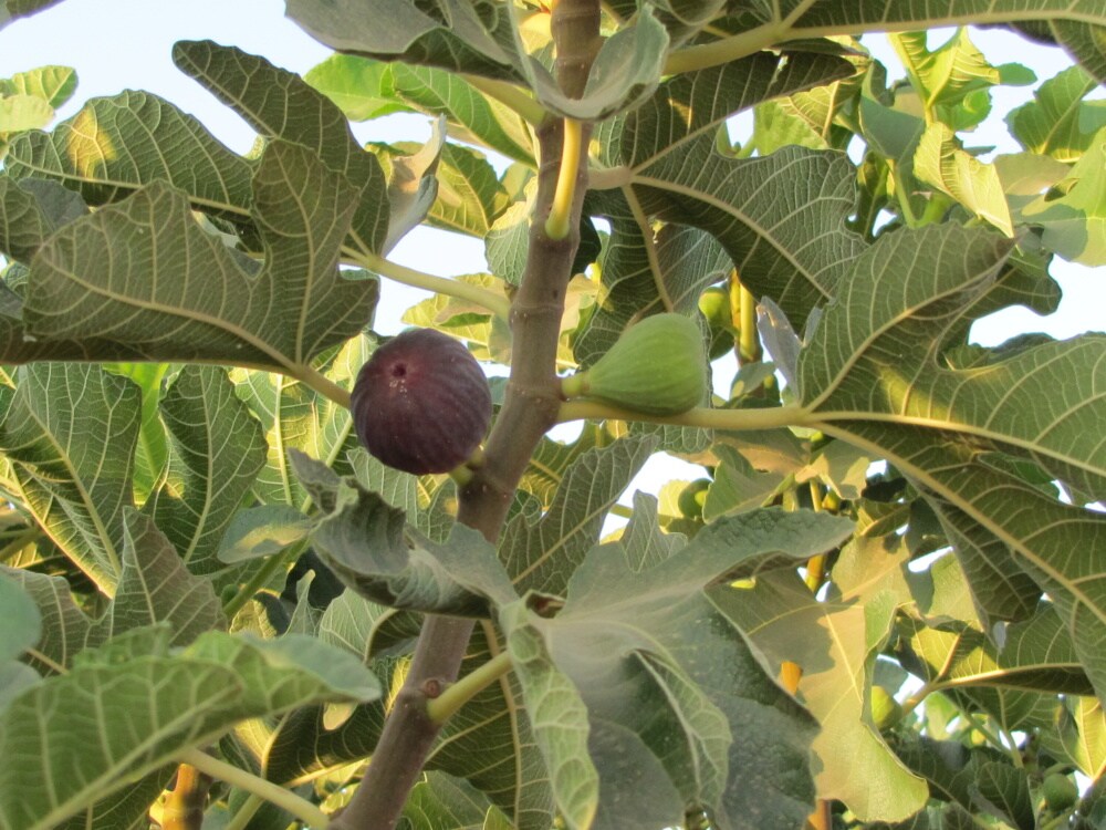 Ficus carica (Common Fig)  North Carolina Extension Gardener Plant Toolbox