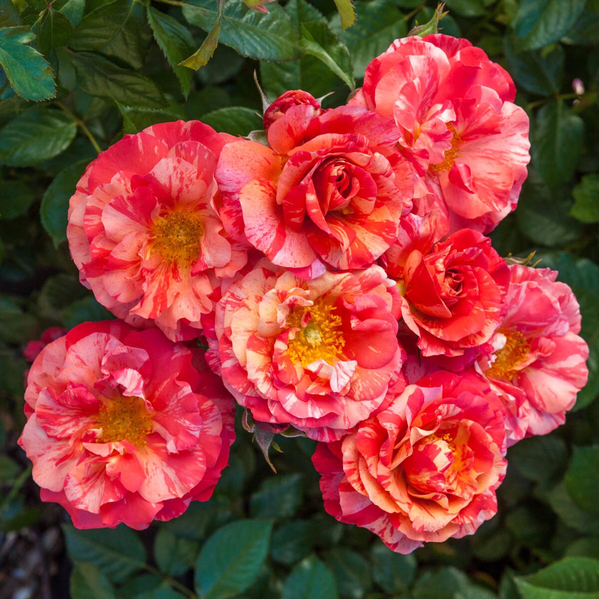 Spring Hill Nurseries 62718 roses - View #2