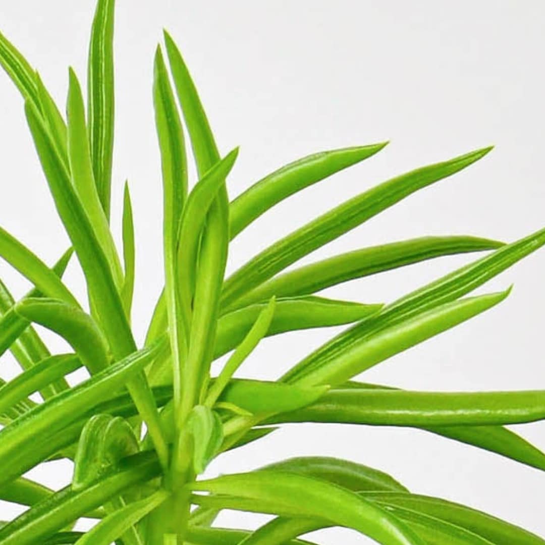 House Plant Shop 6-PEPEROMIA-GREENBE hseplants - View #4