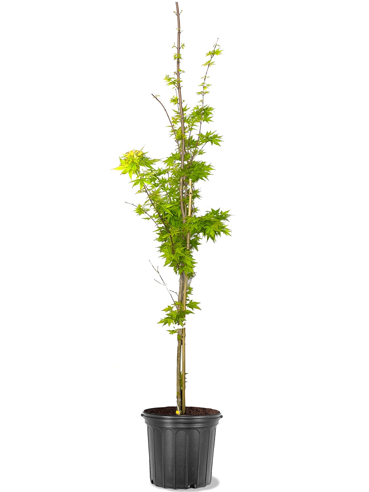 Southern Planters MAPJGR05G trees - View #2