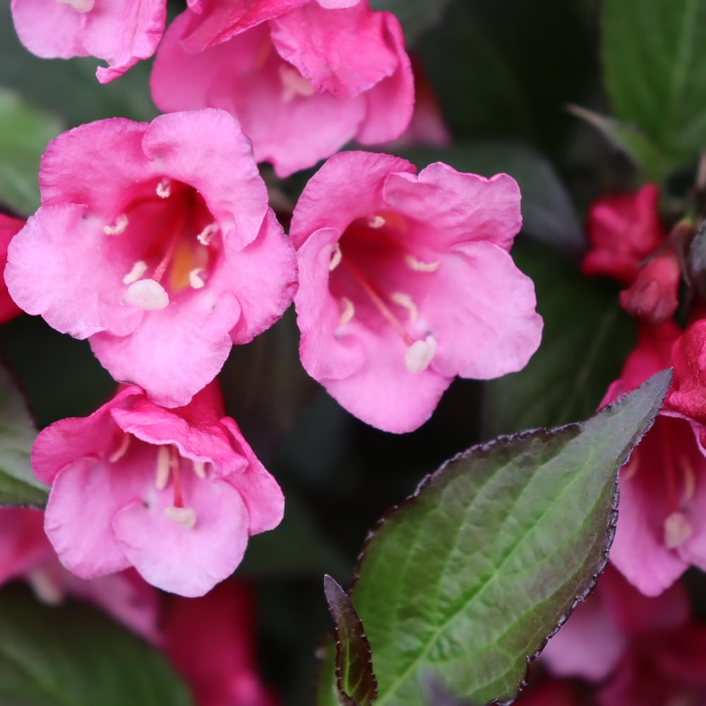 Proven Winners WEIPRC1146101 shrubs - View #3