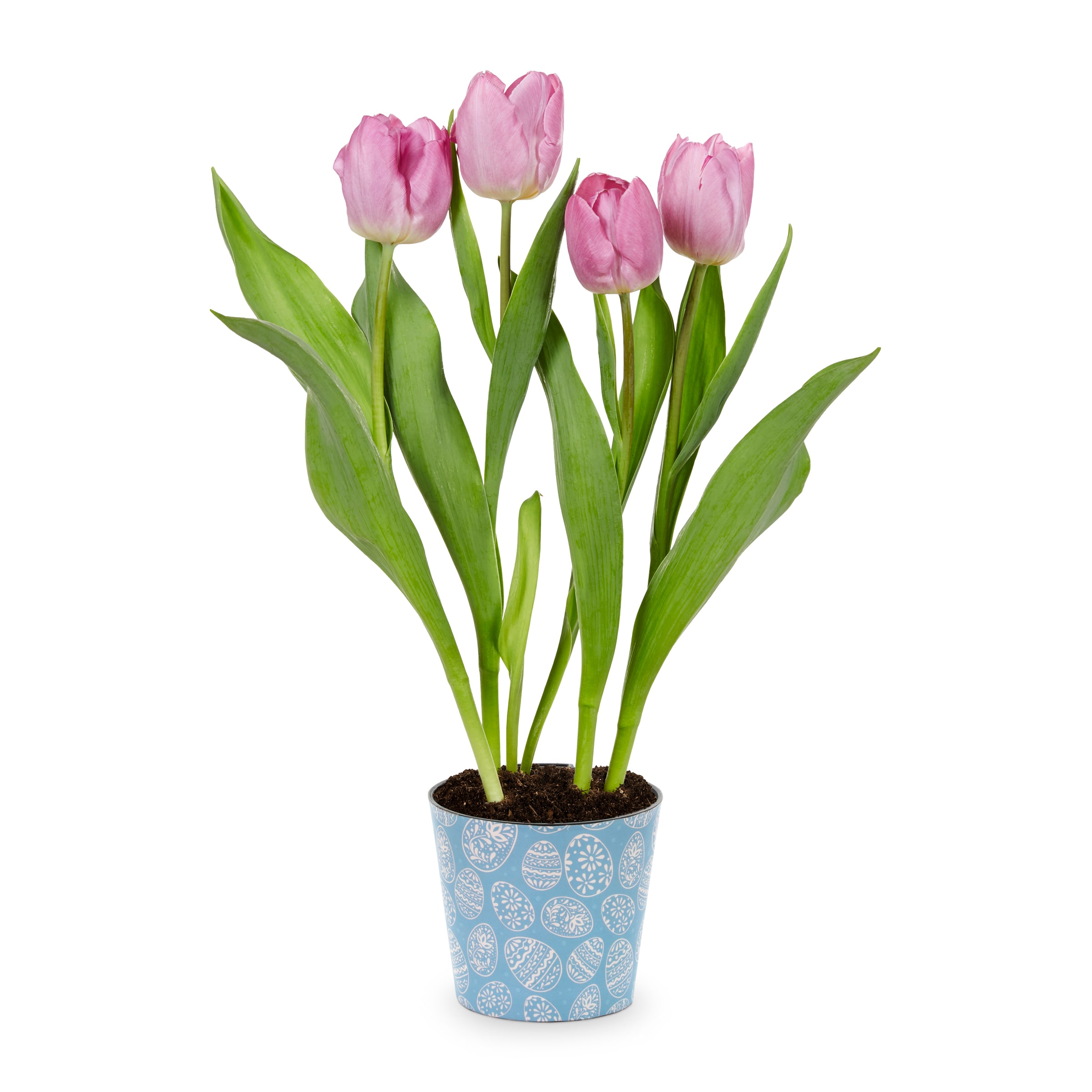 Lowe's Multicolor Tulip in 1-Pint Pot in the Annuals department at ...