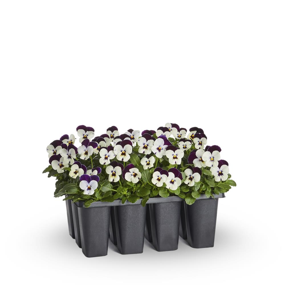 Lowe's 20 Pack Multicolor Viola in Tray L20 in the Annuals ...
