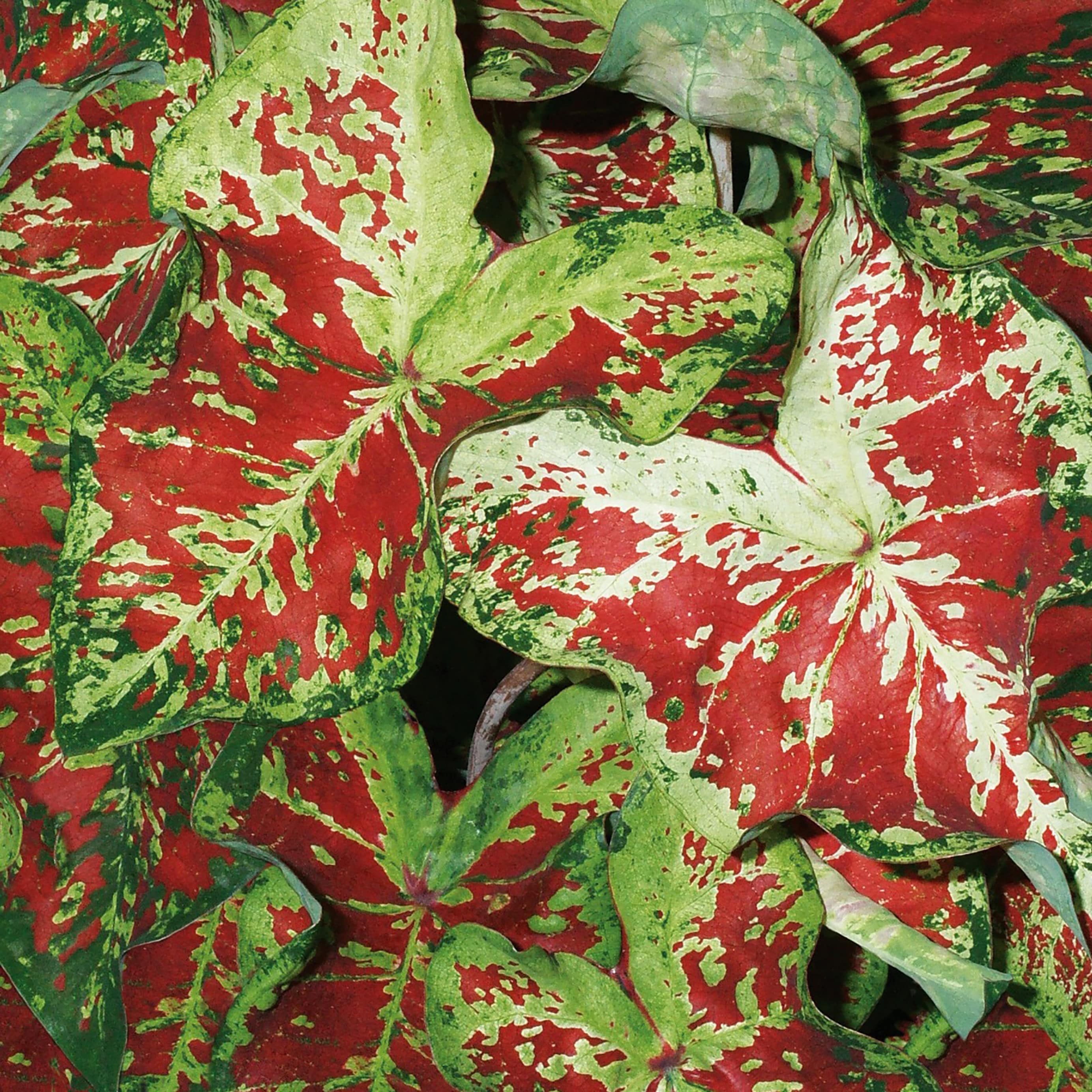 Proven Winners CLDPRW1237800 Caladium in 4.5-in Pot
