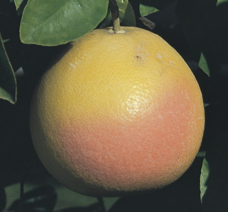 NURSERY Dwarf Grapefruit Tree