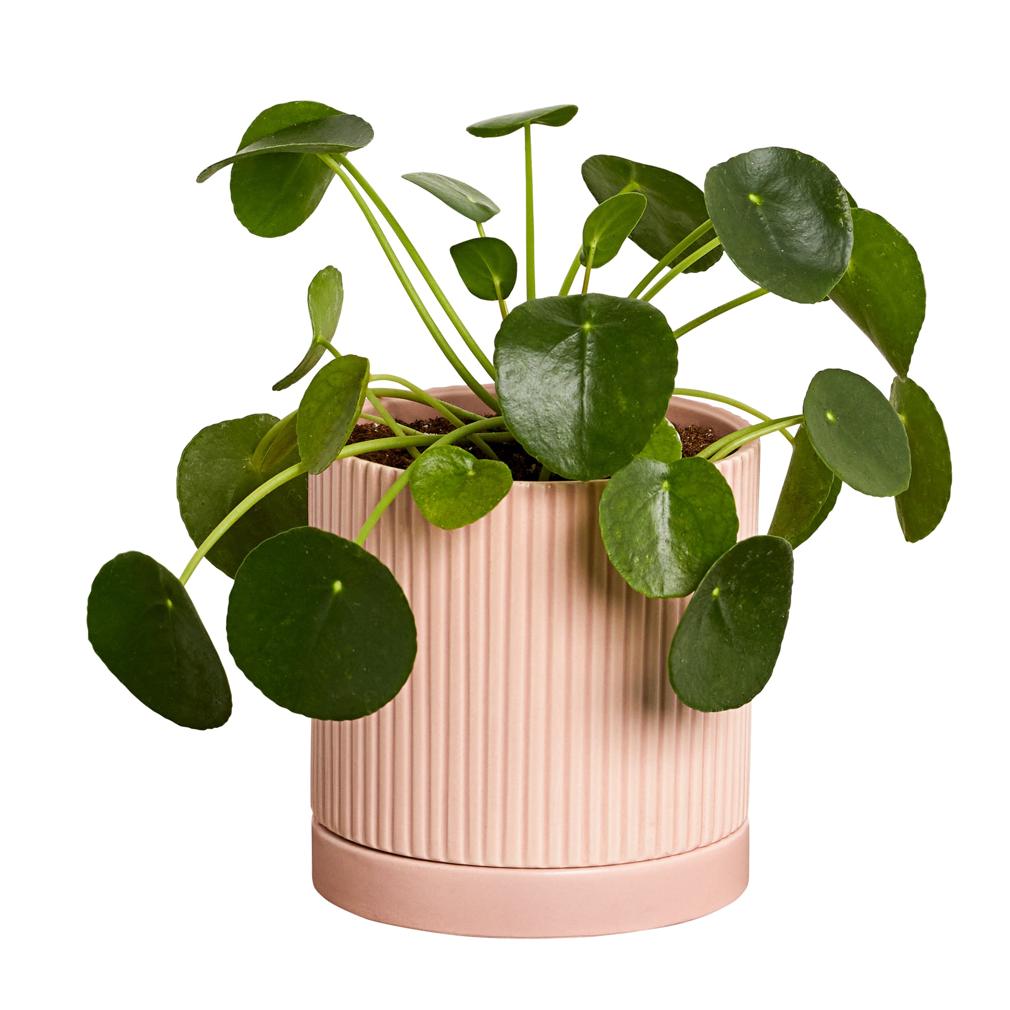 Greendigs Pilea Plant House Plant 5-in in the House Plants department Lowes.com
