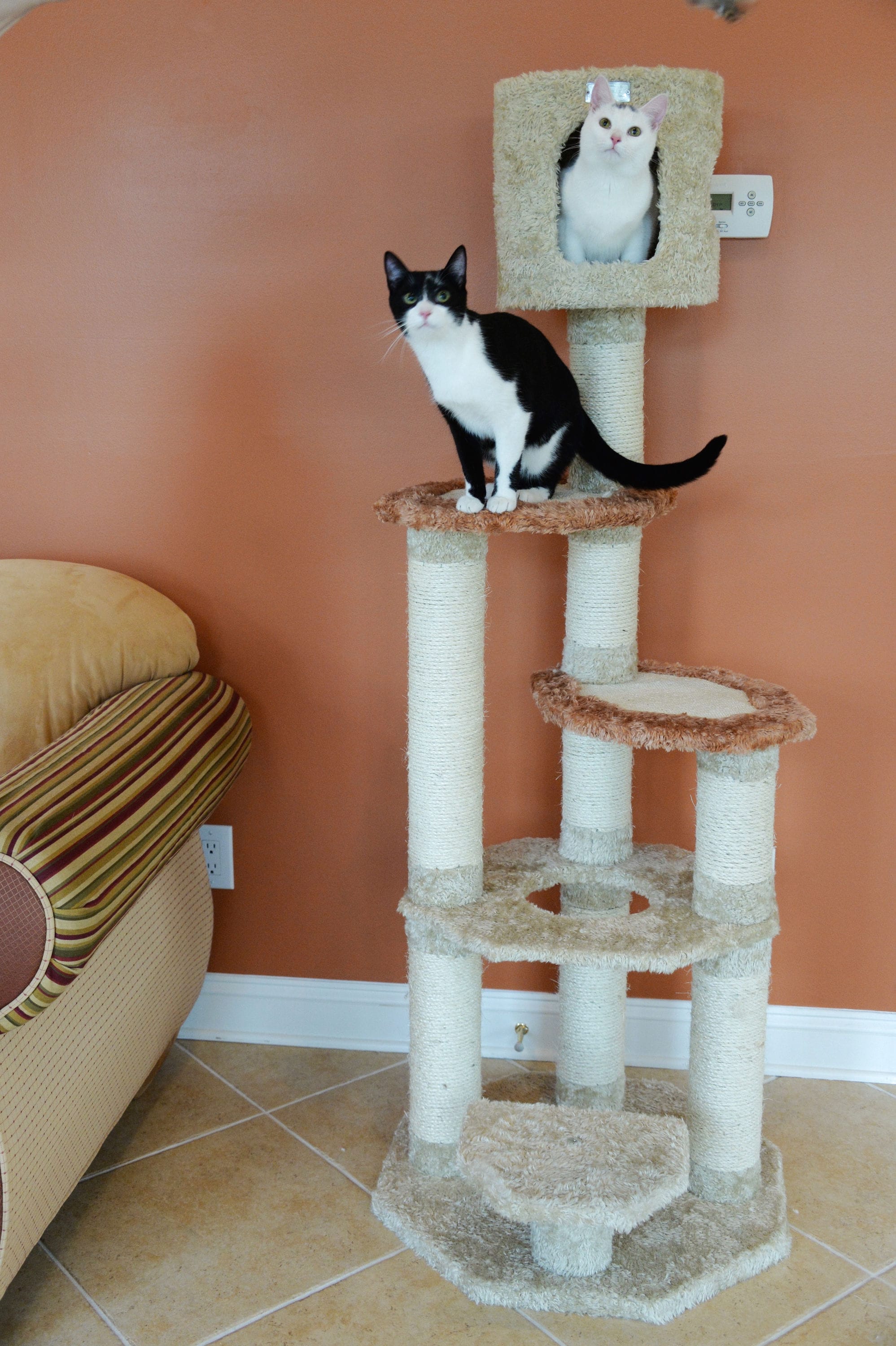 Armarkat X6606 Cat-Trees - View #7