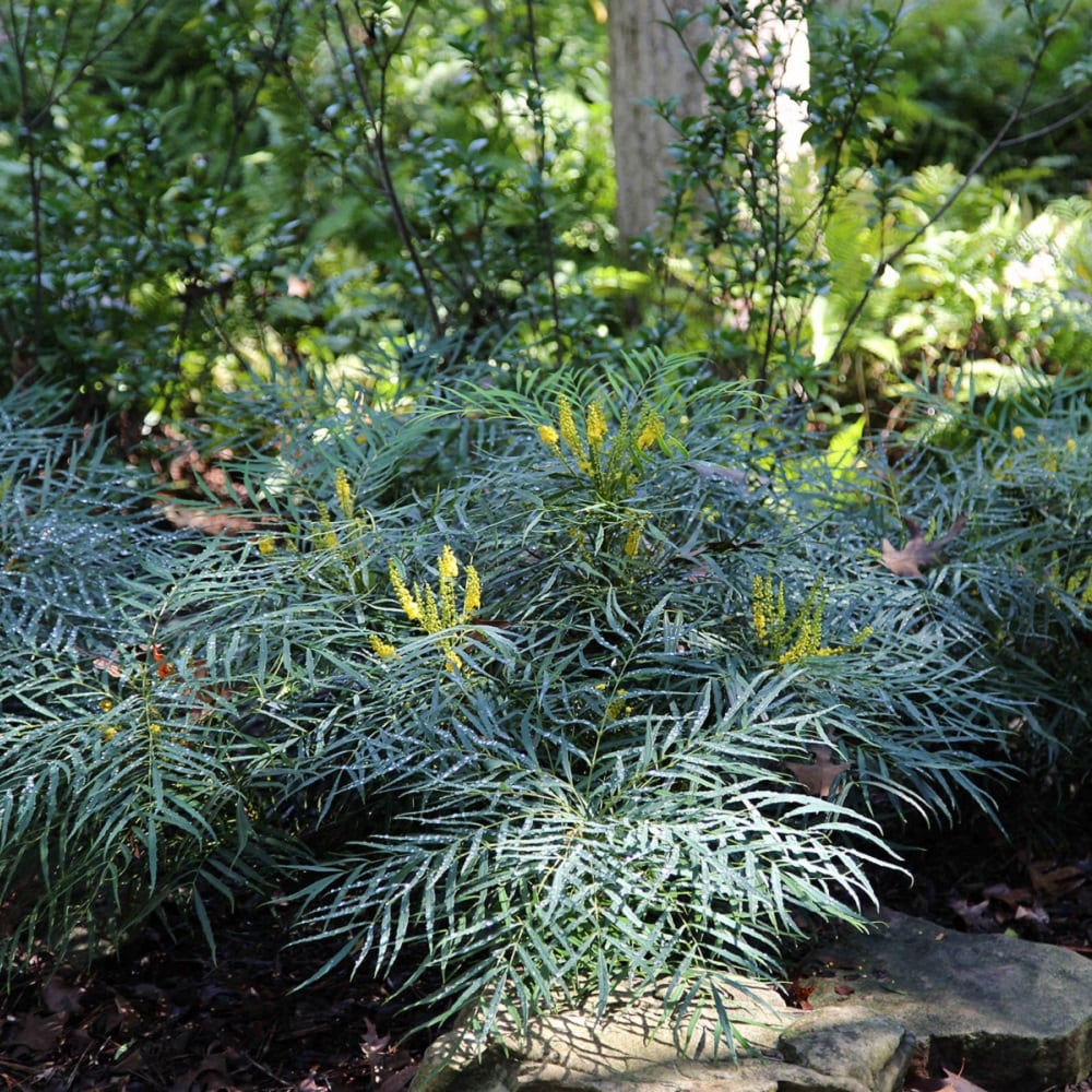 Southern Living Plant Collection 4126Q-1 shrubs - View #7