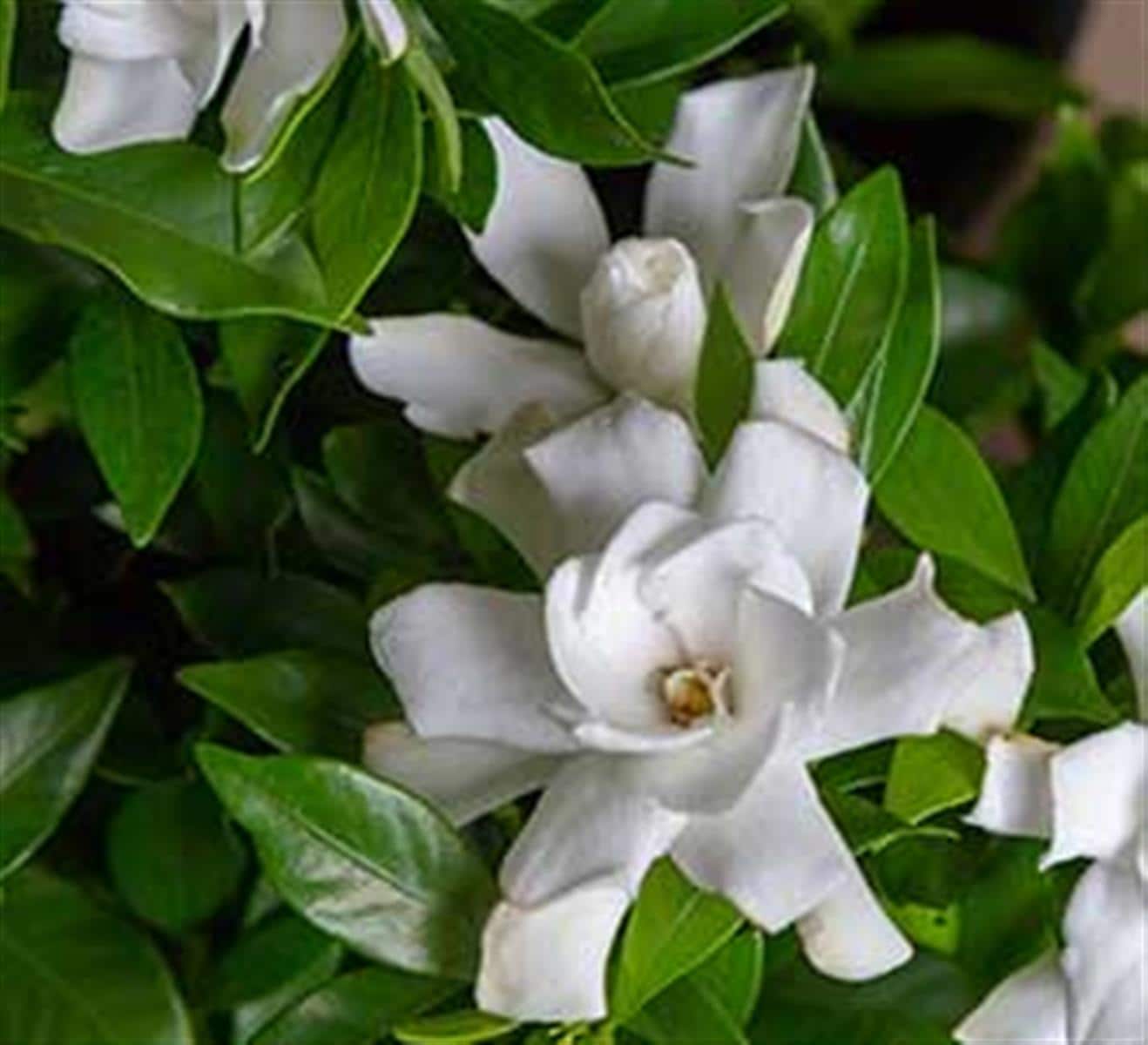 Southern Living 2139Q-1 shrubs - View #2