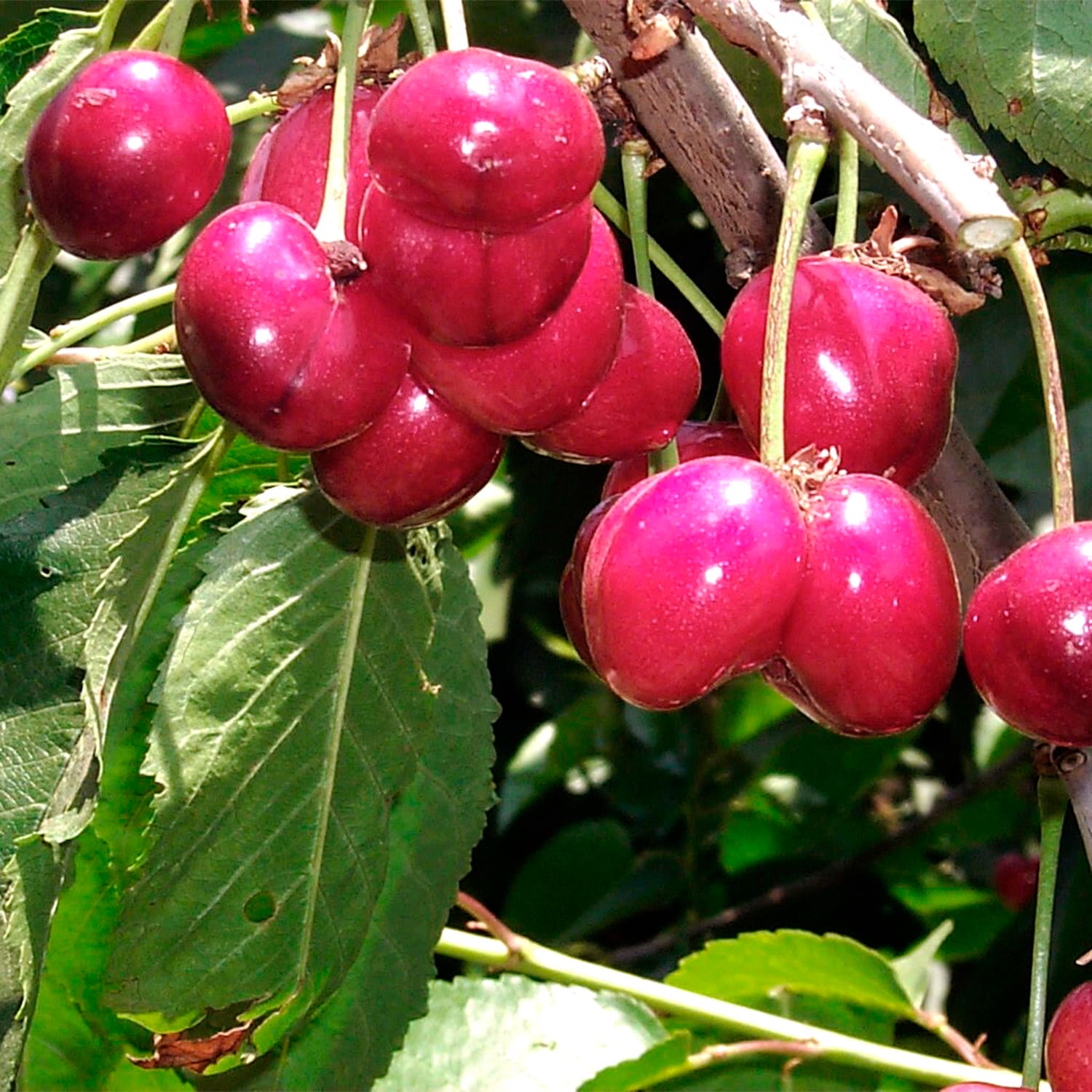 Gurney's Seed and Nursery 97627 1 Count Fruit Tree Bing Cherry Bareroot