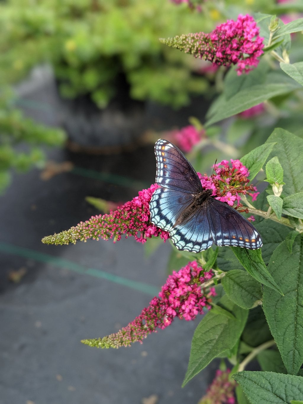 Attracts Pollinators Lo & Behold 'Ruby Chip' Butterfly Bush (Buddleia ...