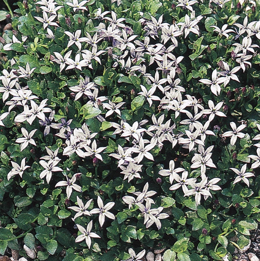Lowe's 443244 1 Quart(s) Blue Star Creeper in Pot