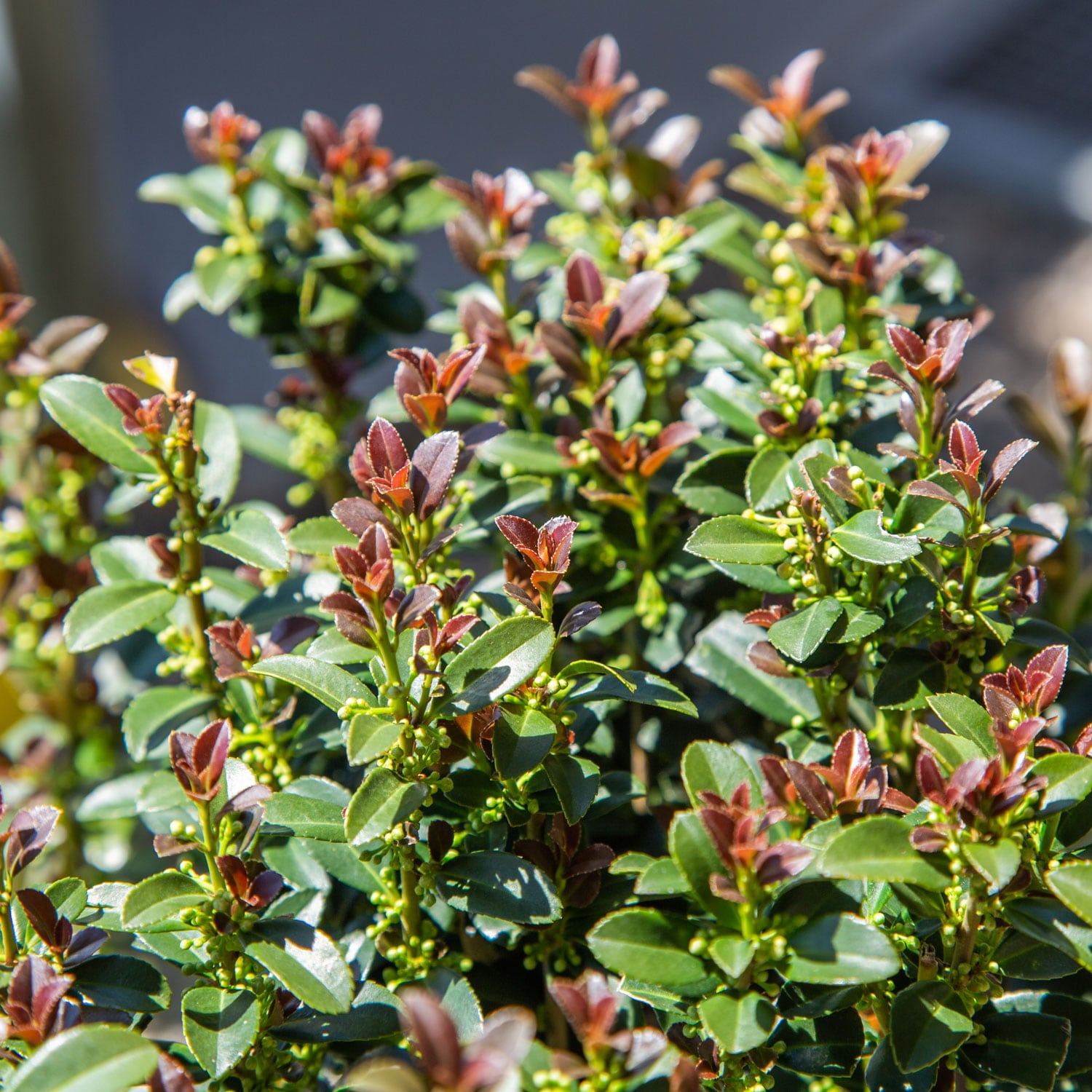 Southern Living Plant Collection 31192SL-1 shrubs - View #3