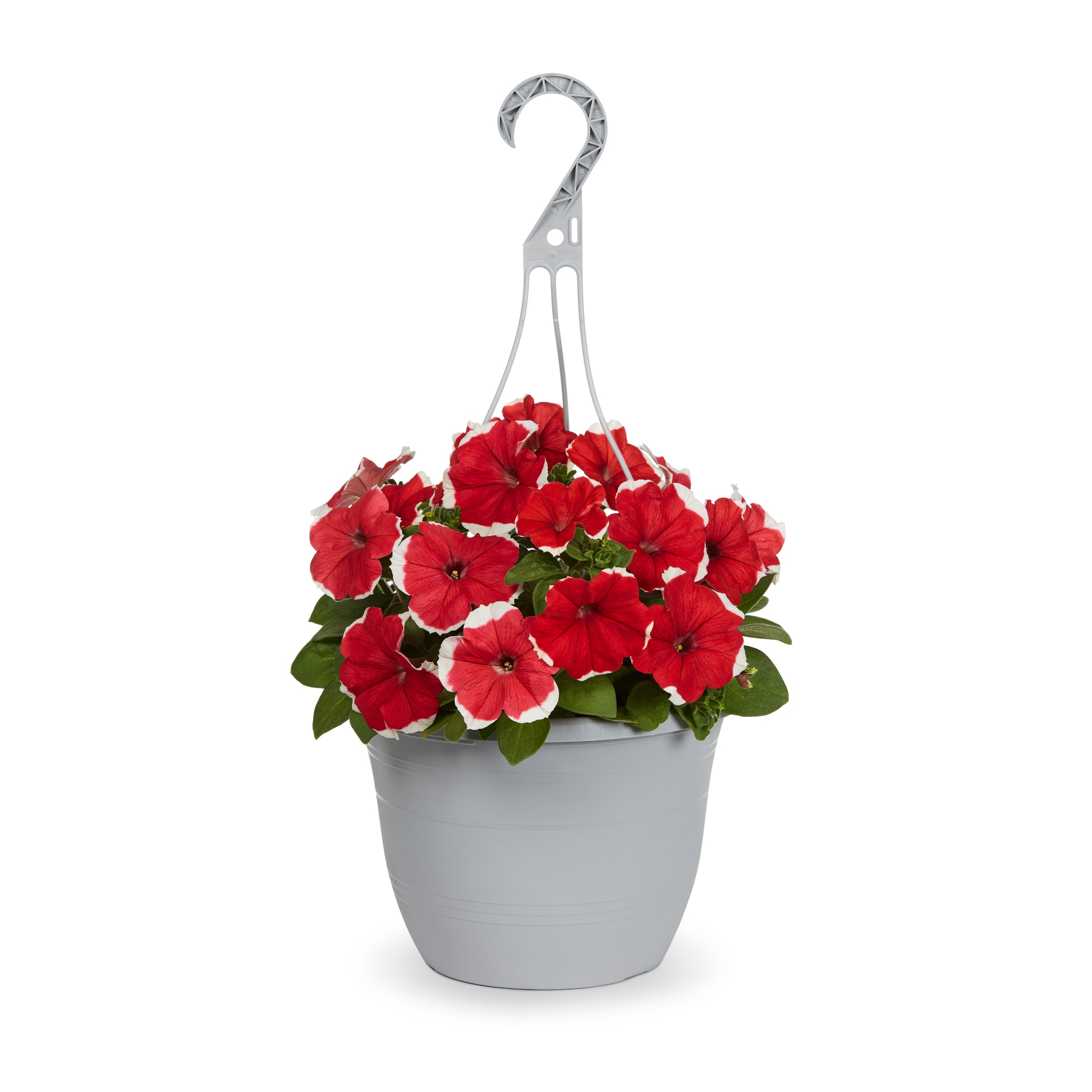 Lowe's 223973 annuals - View #5