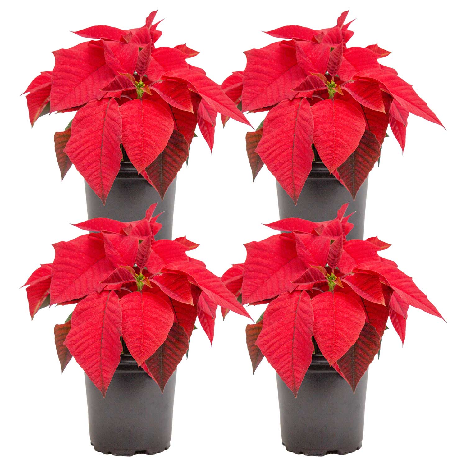Costa Farms T-POI-G-POT-04-LW 1 -Pint Fresh Christmas Potted Poinsettia 4 -Pack