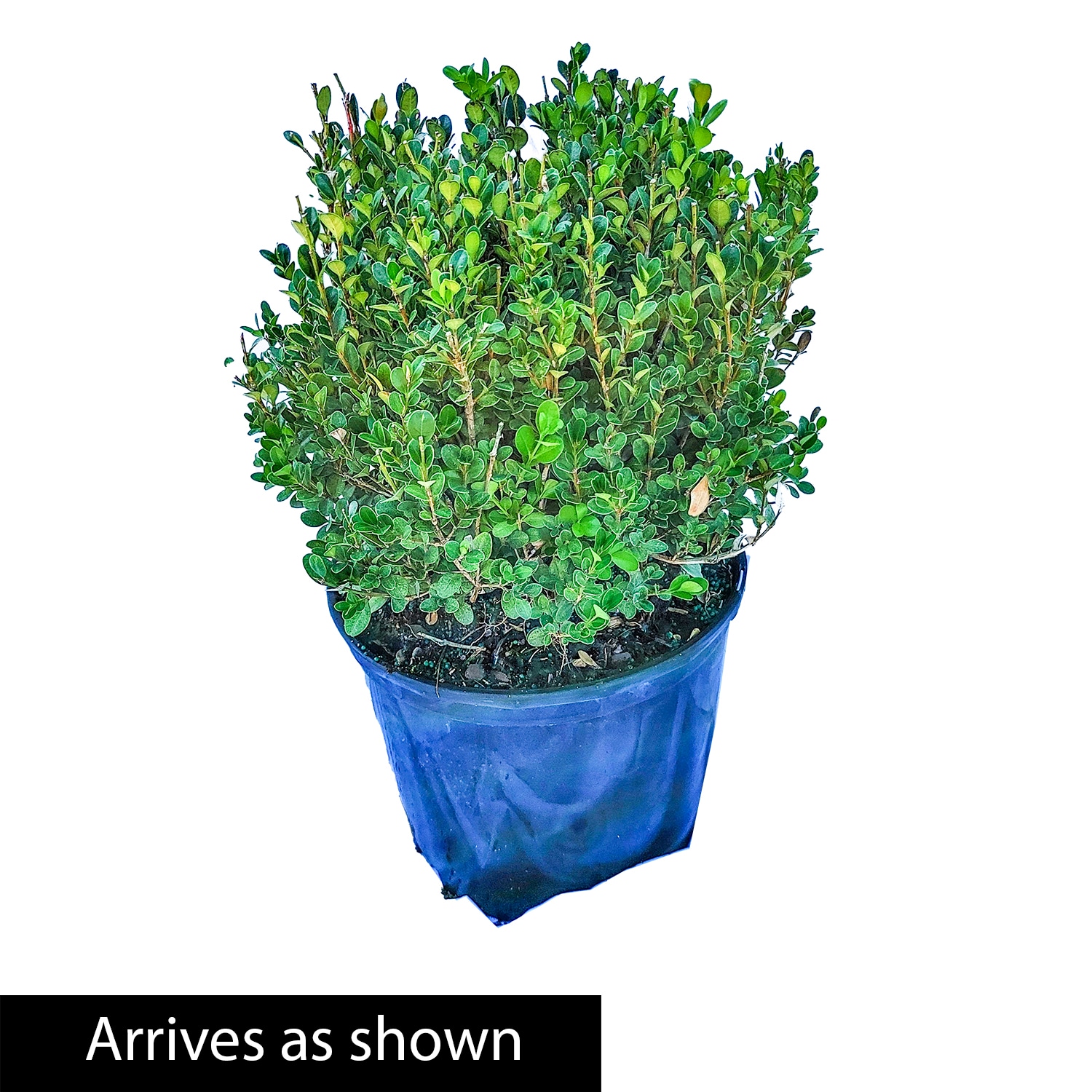 Spring Hill Nurseries 83528 shrubs - View #4