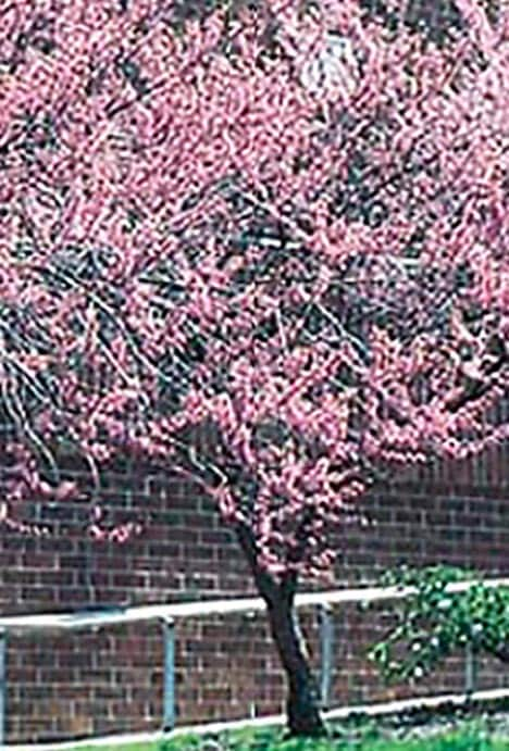 Lowe's 3.58-Gallon Pomegranate Tree (L7402) - Upright Deciduous Tree with  Showy Red Flowers - Full Sun - Medium Growth Rate in the Fruit Plants  department at