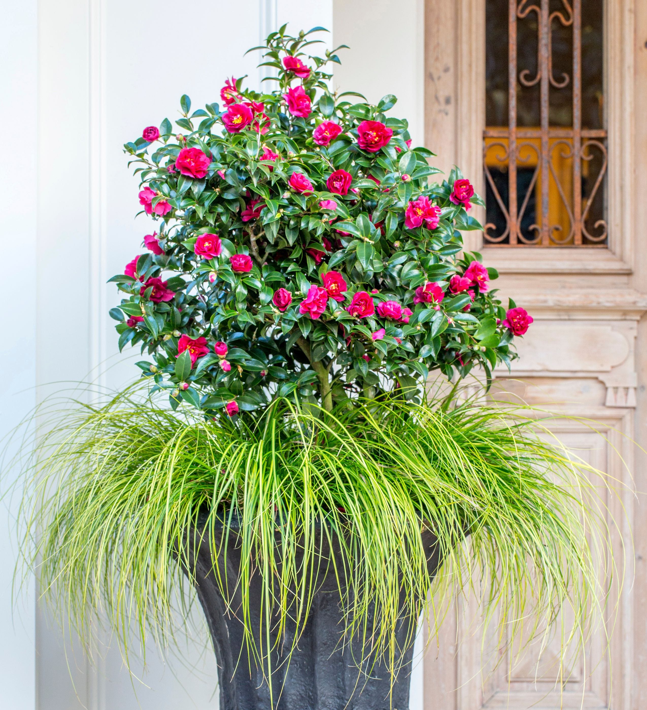 Southern Living Plant Collection 2.5-Quart 2.5 Quart- Everillo