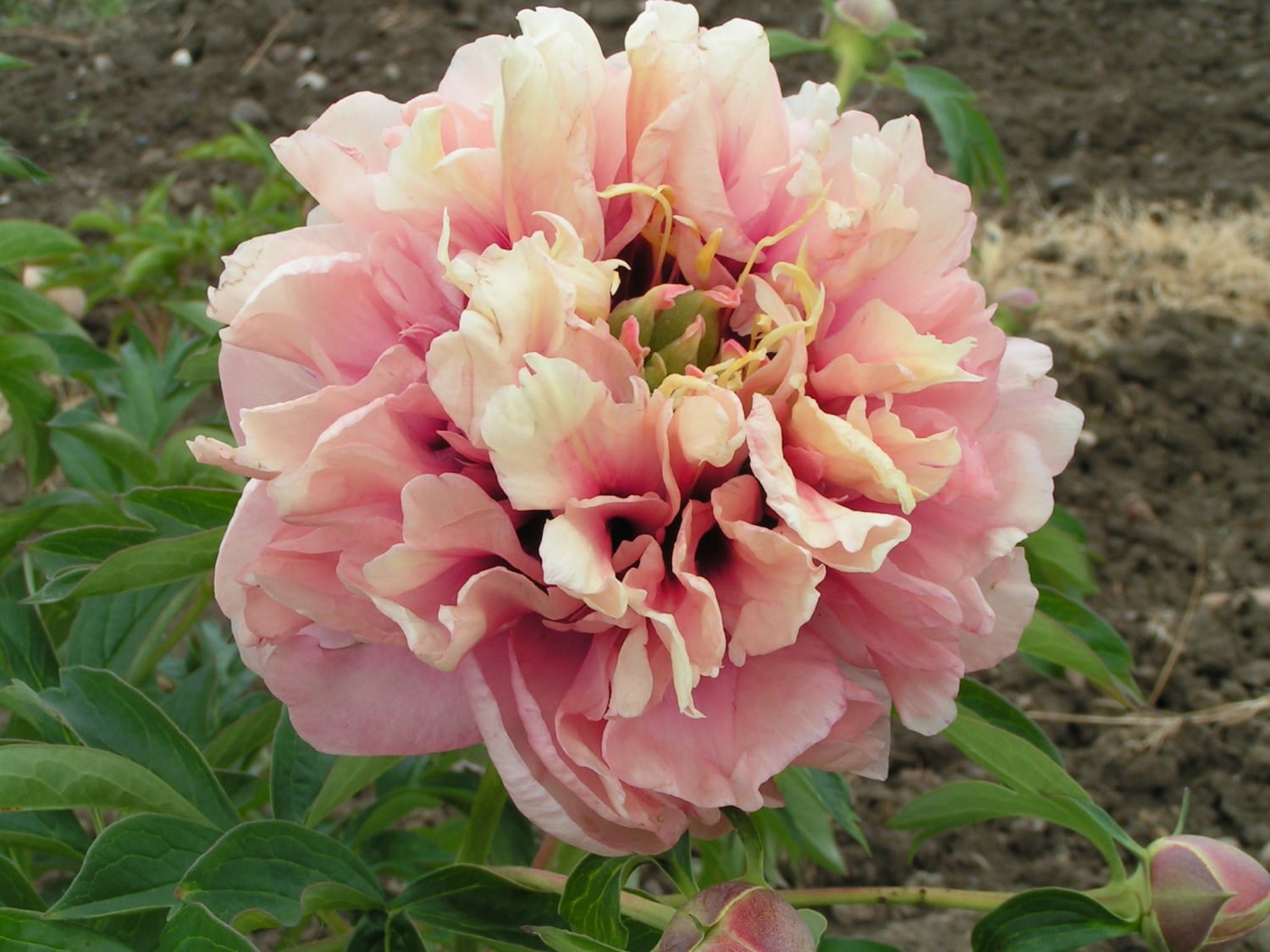 Breck's 90191 Orange Caroline Constabel Itoh Peony Plant in 4 -in Pot