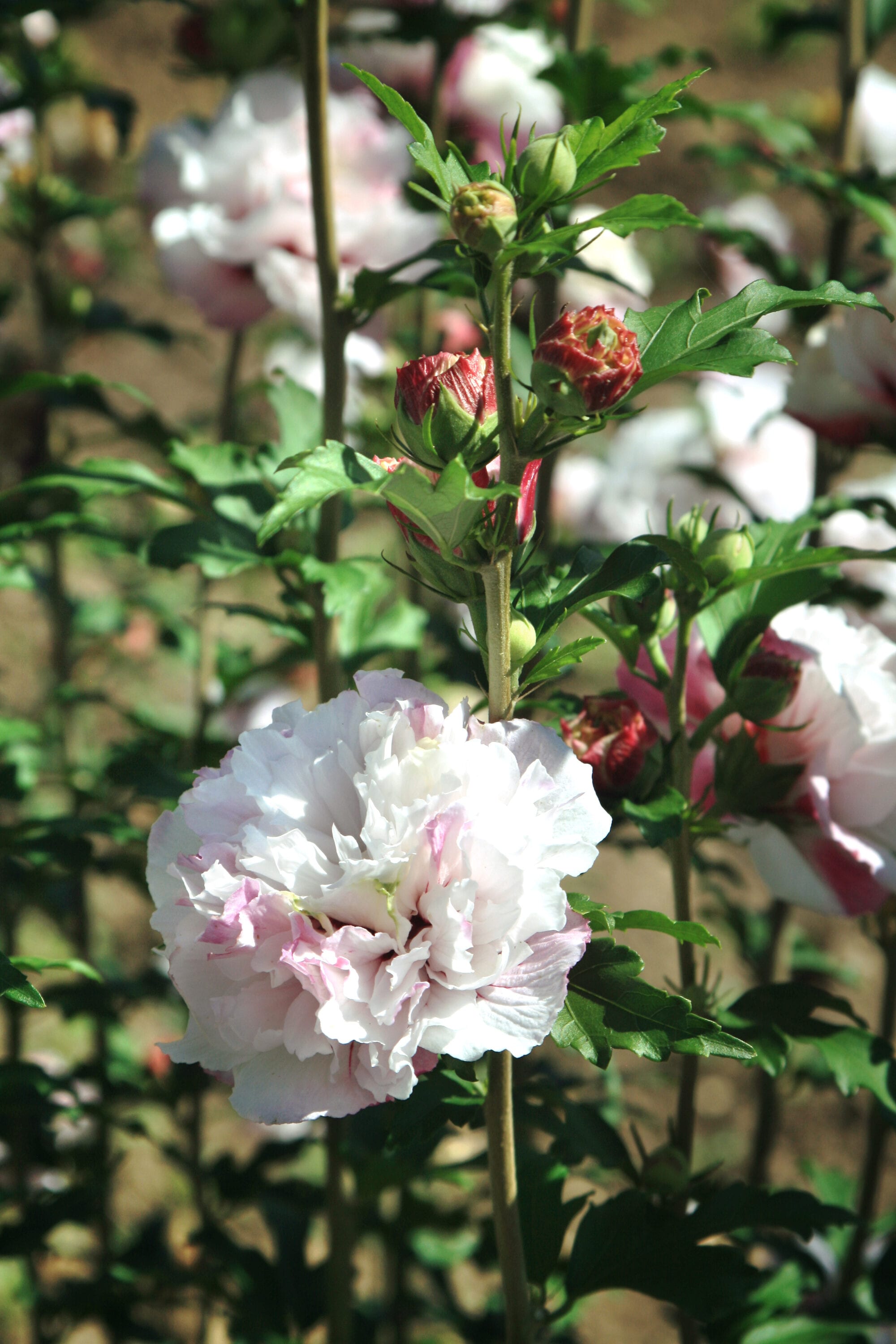 Lowes Pink French Cabaret Hibiscus Flowering Shrub In 2 Gallon Pot