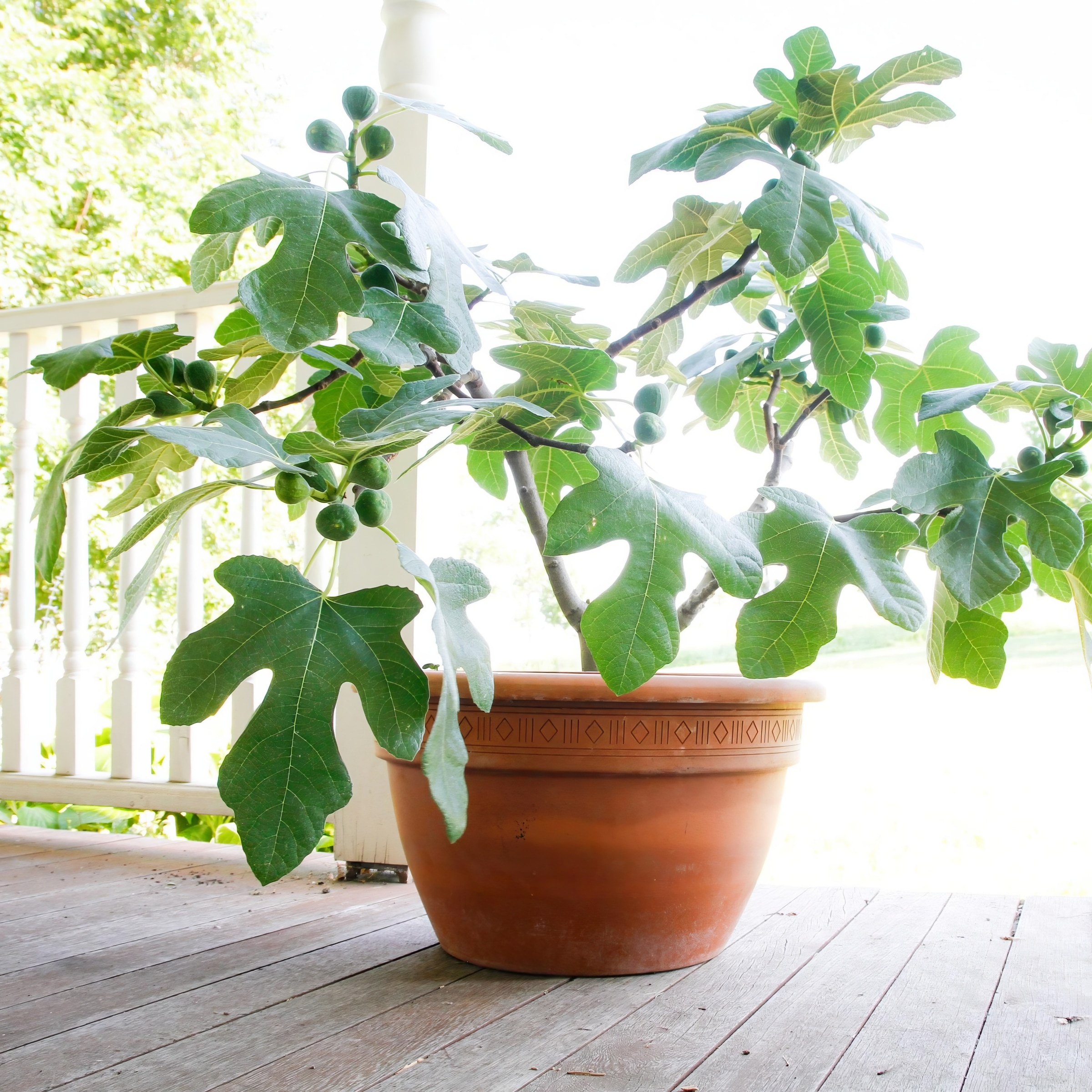 National Plant Network LW1733 Fruit-Plants - View #2