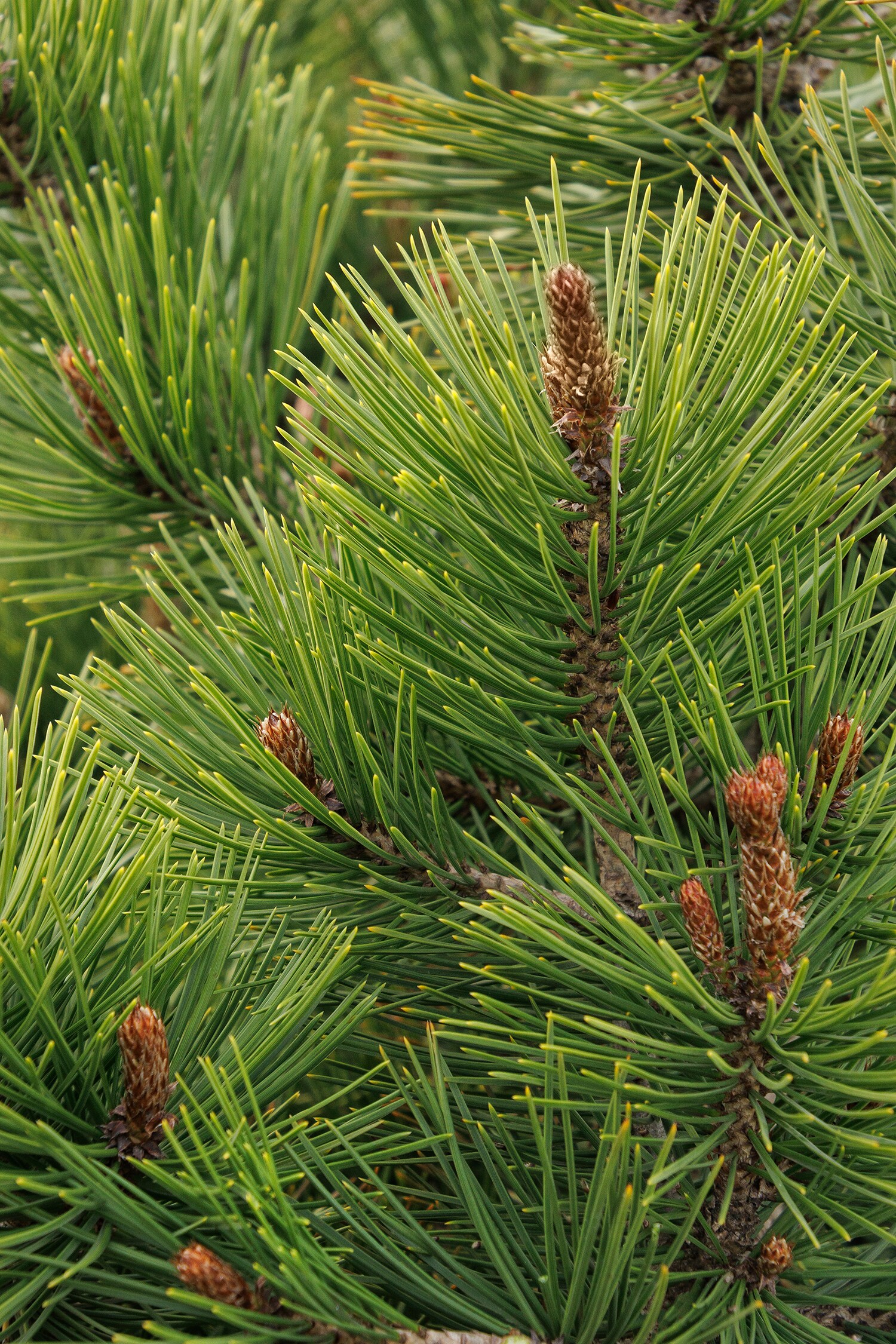 Monrovia 065555 Bosnian Pine Accent Shrub in 3.58 -Gallon Pot 1 -Pack