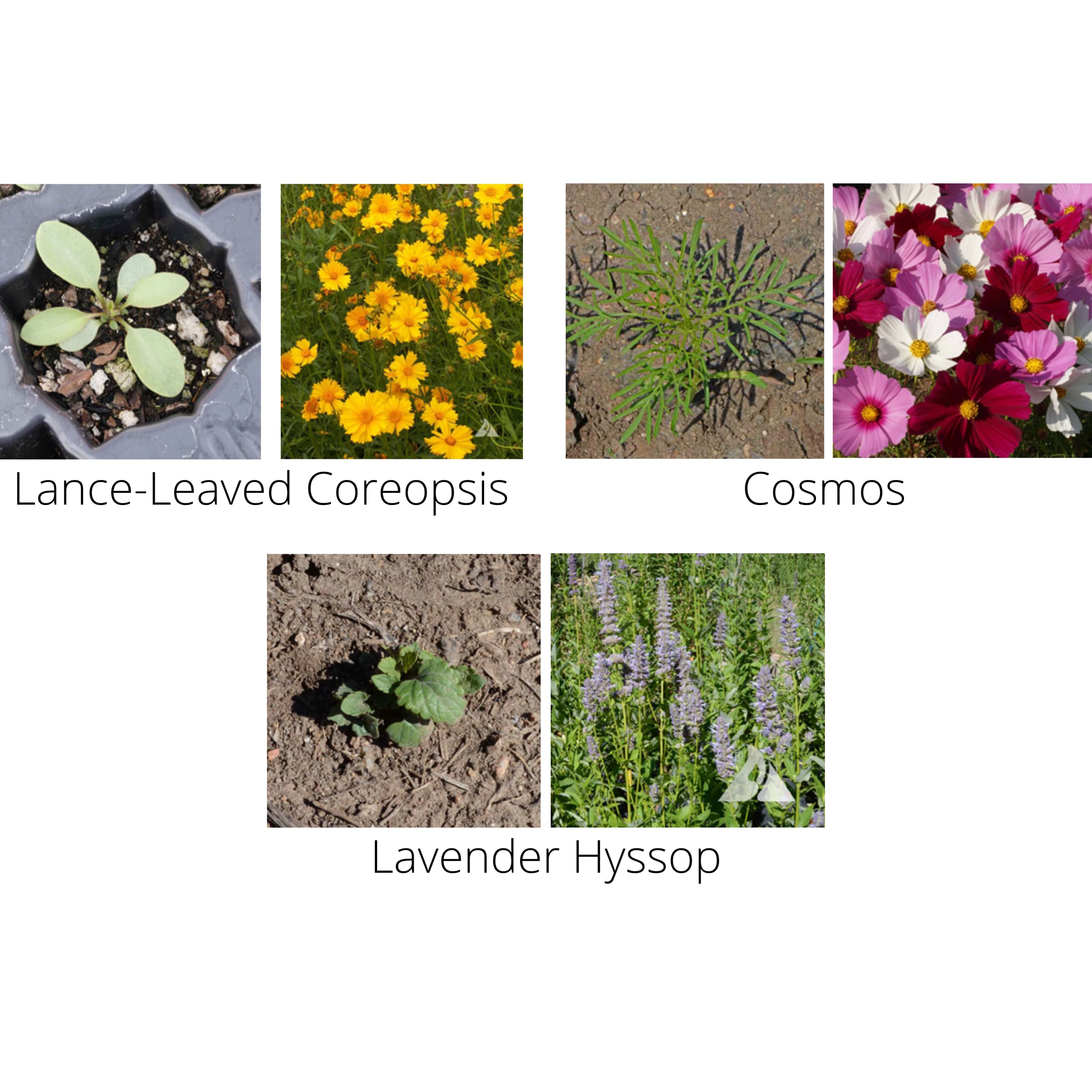 Earth Science 12136 seeds - View #5