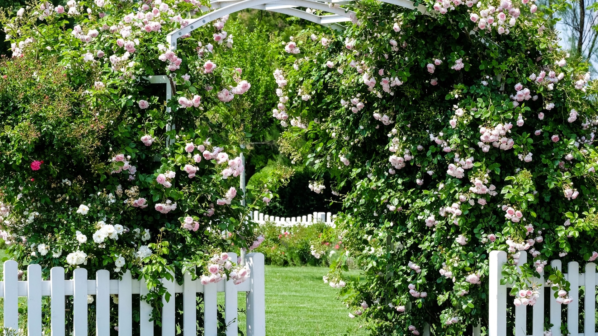 National Plant Network LW1593 roses - View #4