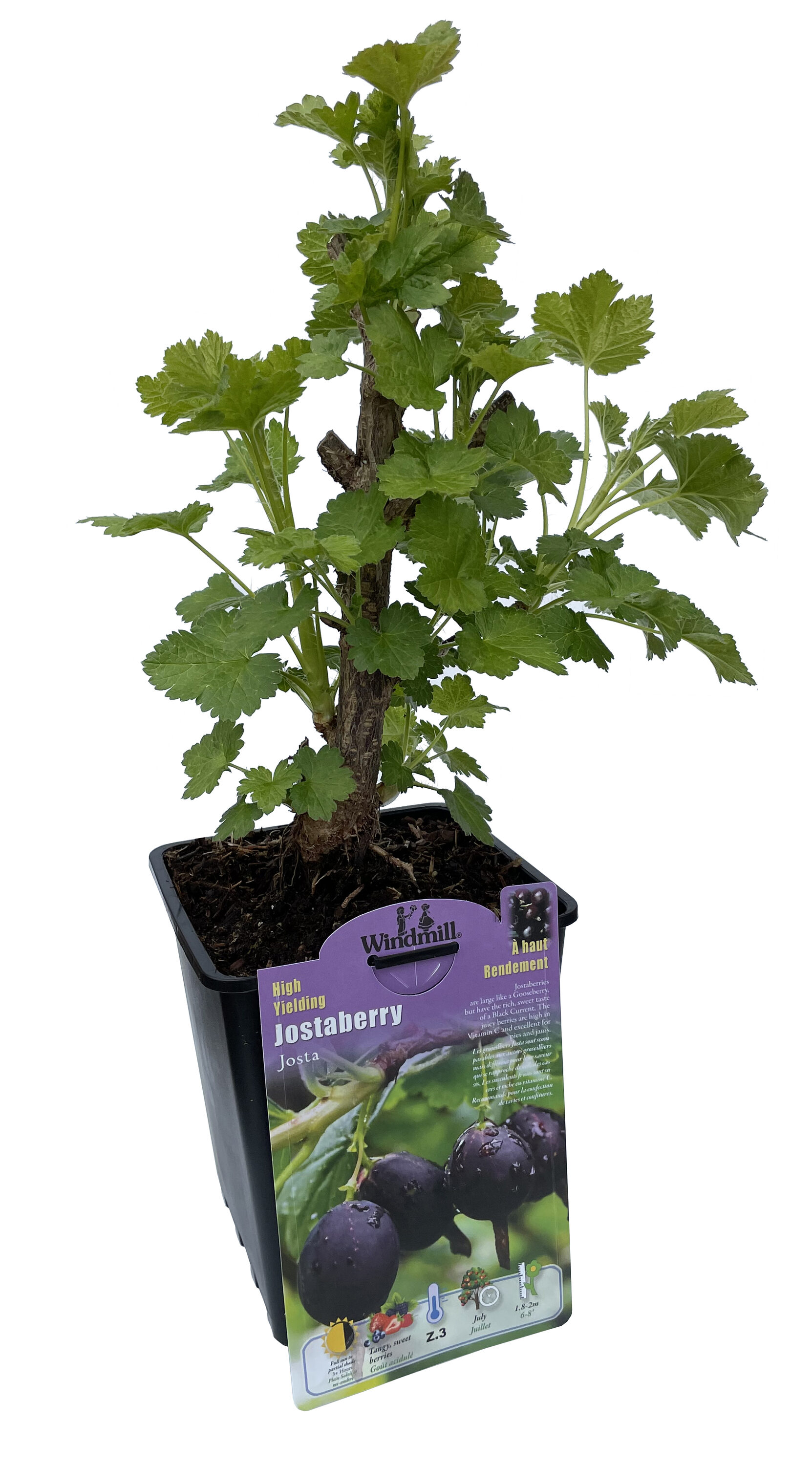 Windmill CF-1300-SPL 1 -Pack Currant Plant in Pot