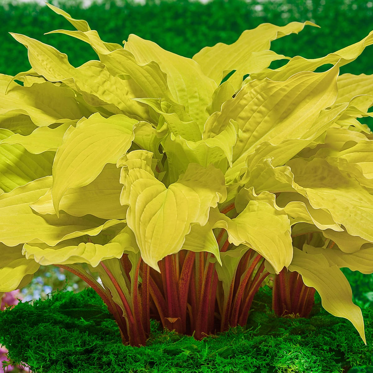Spring Hill Nurseries 71205 Lipstick Blonde Hosta Perennial Dormant Plant Plant in 1 -Pack Bareroot 1 -Pack