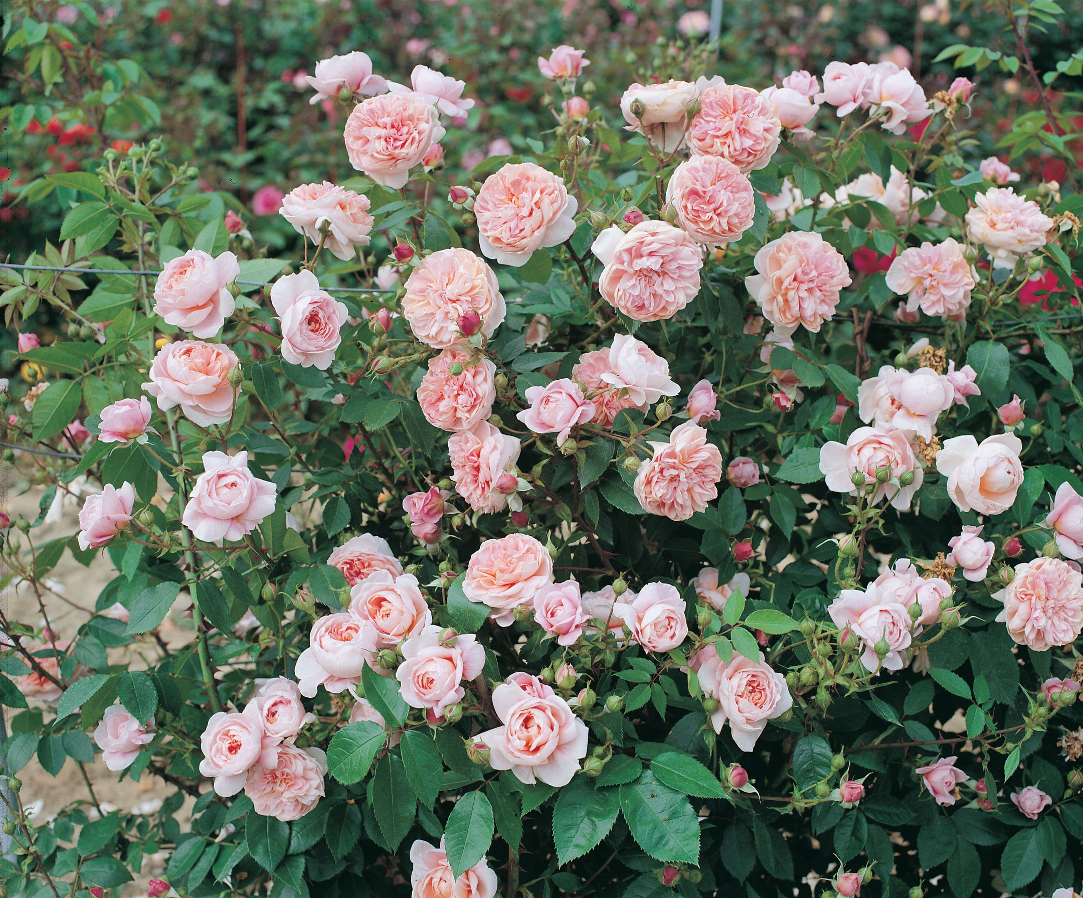 National Plant Network LW1591 roses - View #4