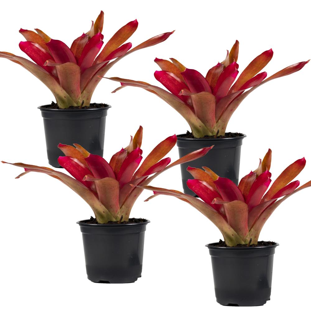 TropicalPlants.com GRFBRREDP4PK08 8-in 4-Pack Mixed Bromeliad in Plastic Pot